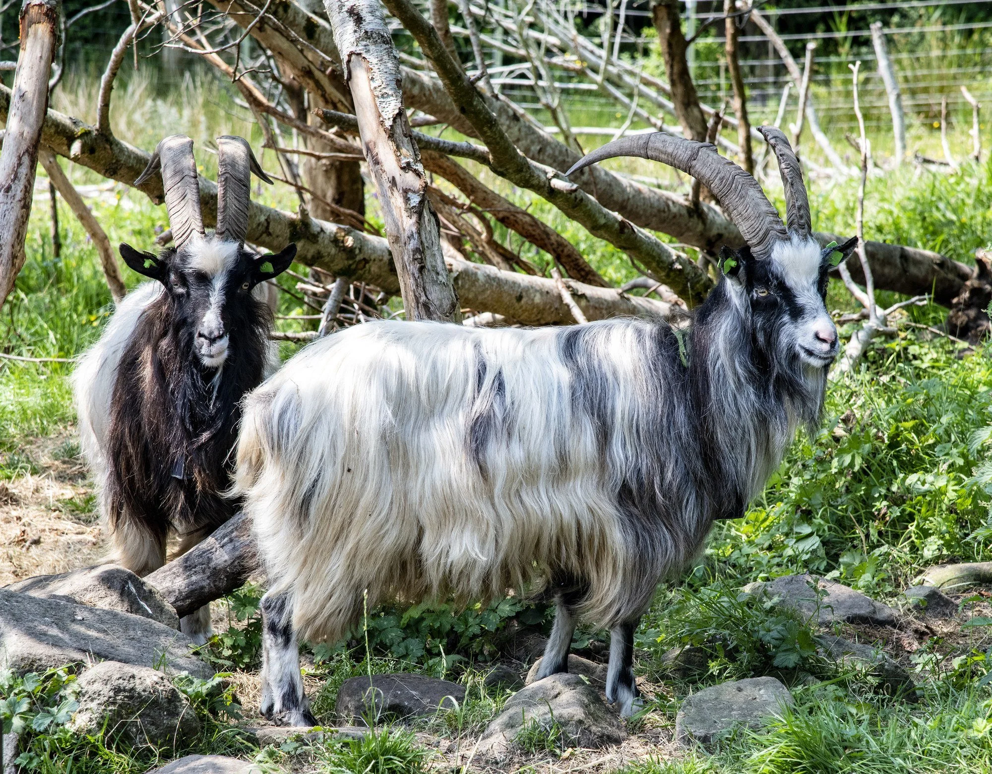 MMD_7580 · Wild goats, Co. Mayo