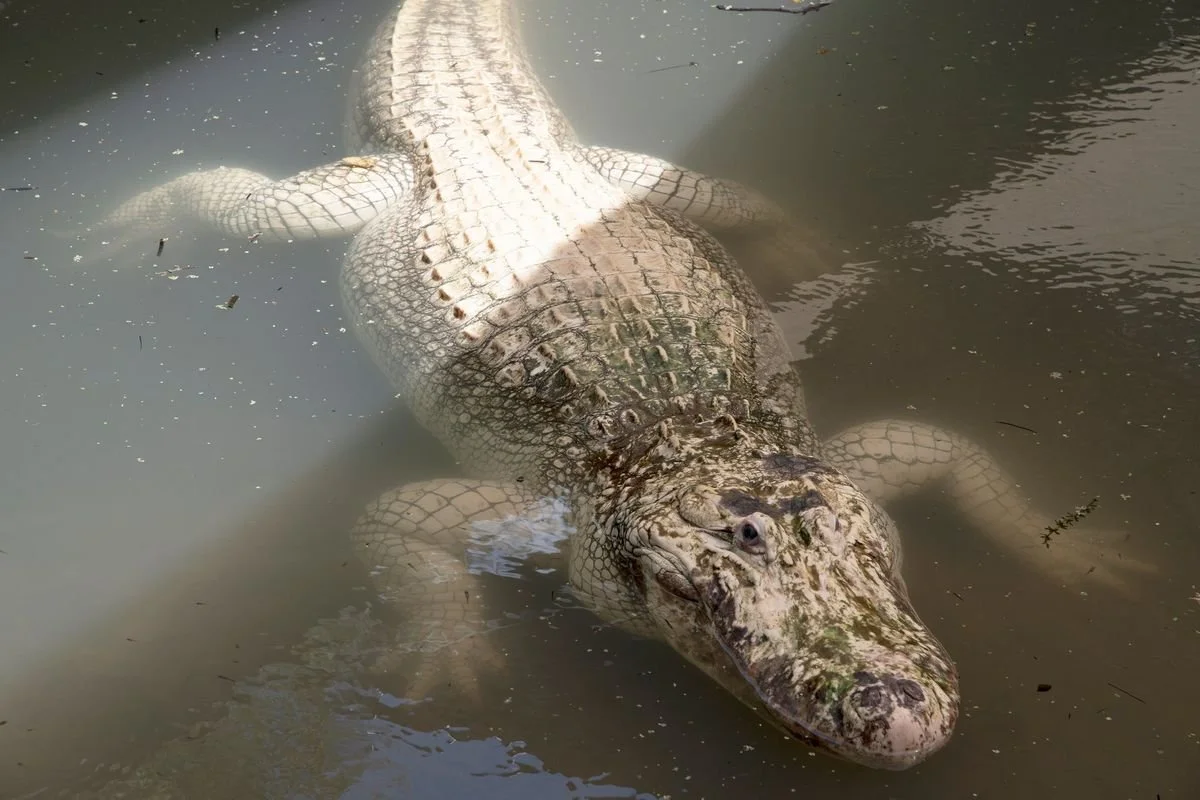 DSC_1305 · Albino alligator, Gatorland, Orlando, Florida