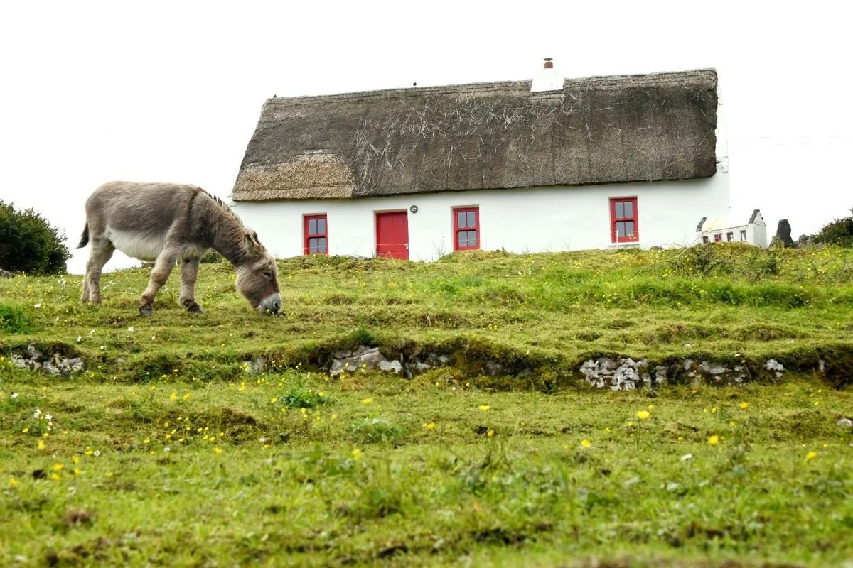 MAC_4466 · Donkey and thatched cottage, West of Ireland