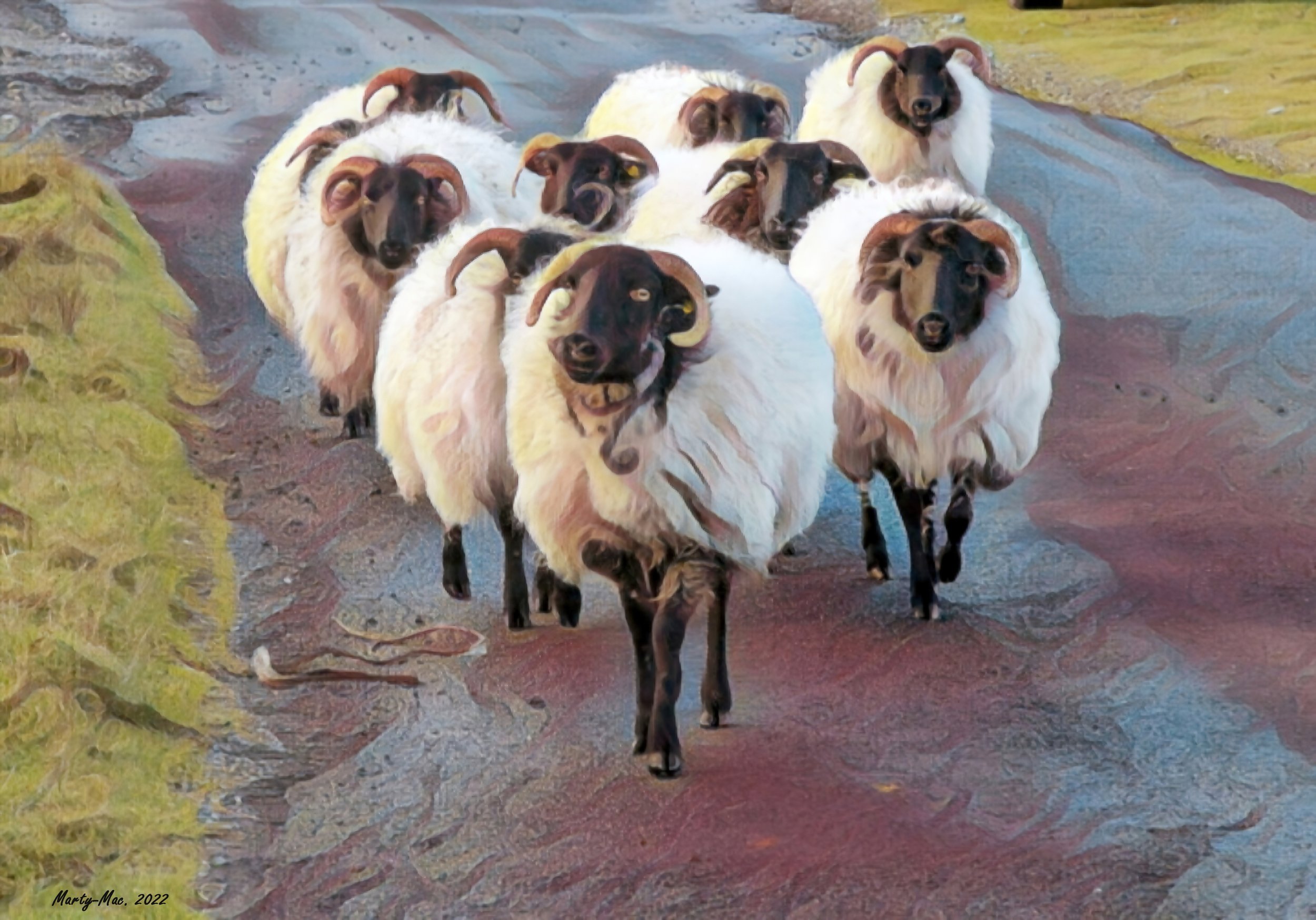 MMD_5675 sheep 2-gigapixel-standard-scale-2_00x.jpg