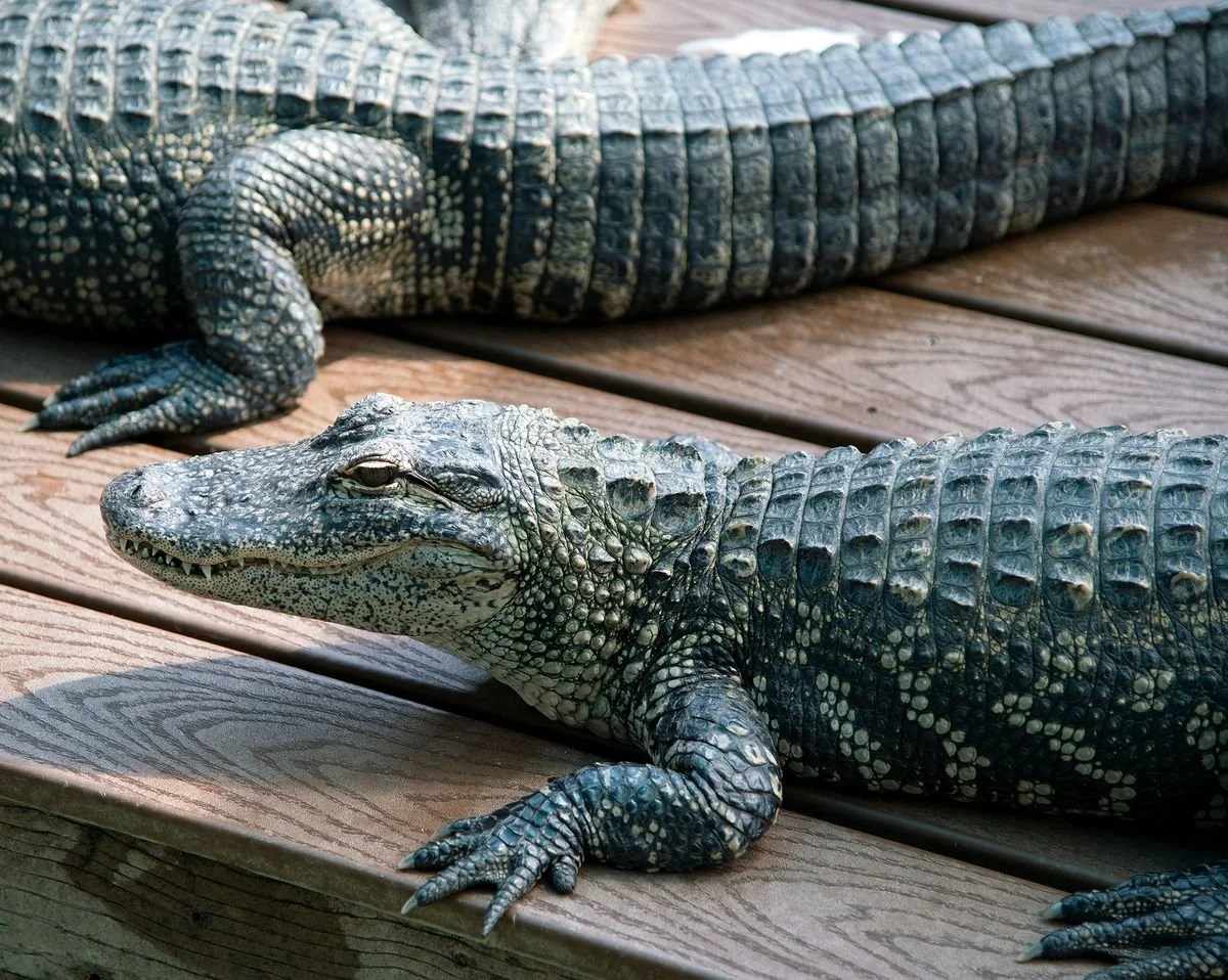 DSC_1113 · Alligators on the boardwalk, Gatorland, Orlando, Florida