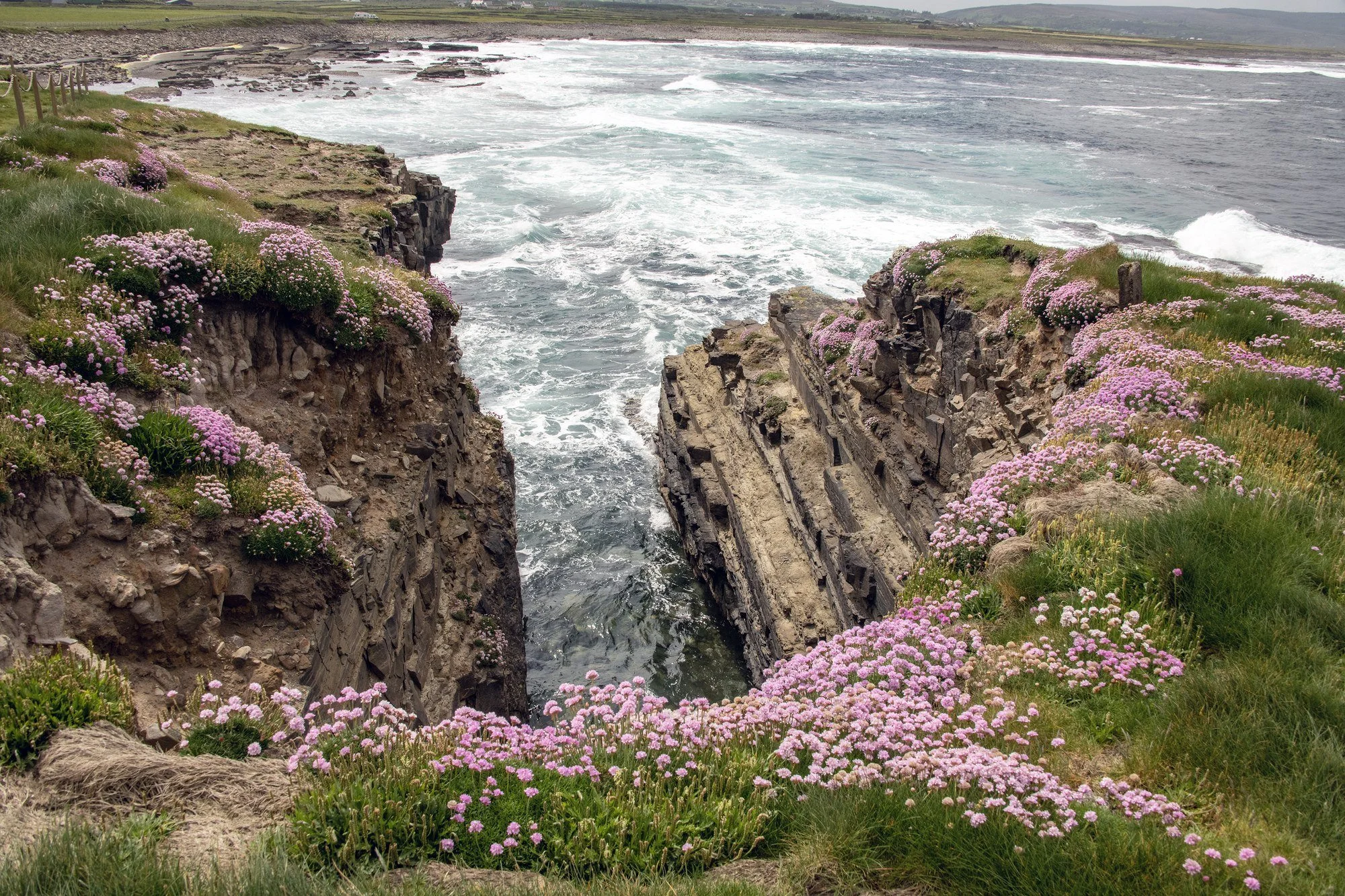 MAC_0496 · Sea pinks on the cliffs, Co. Mayo