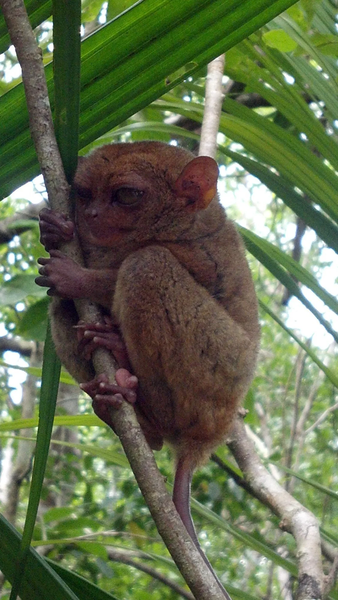 2011-11-23_11-20-44_160 · Tarsier on a branch, Bohol, Philippines
