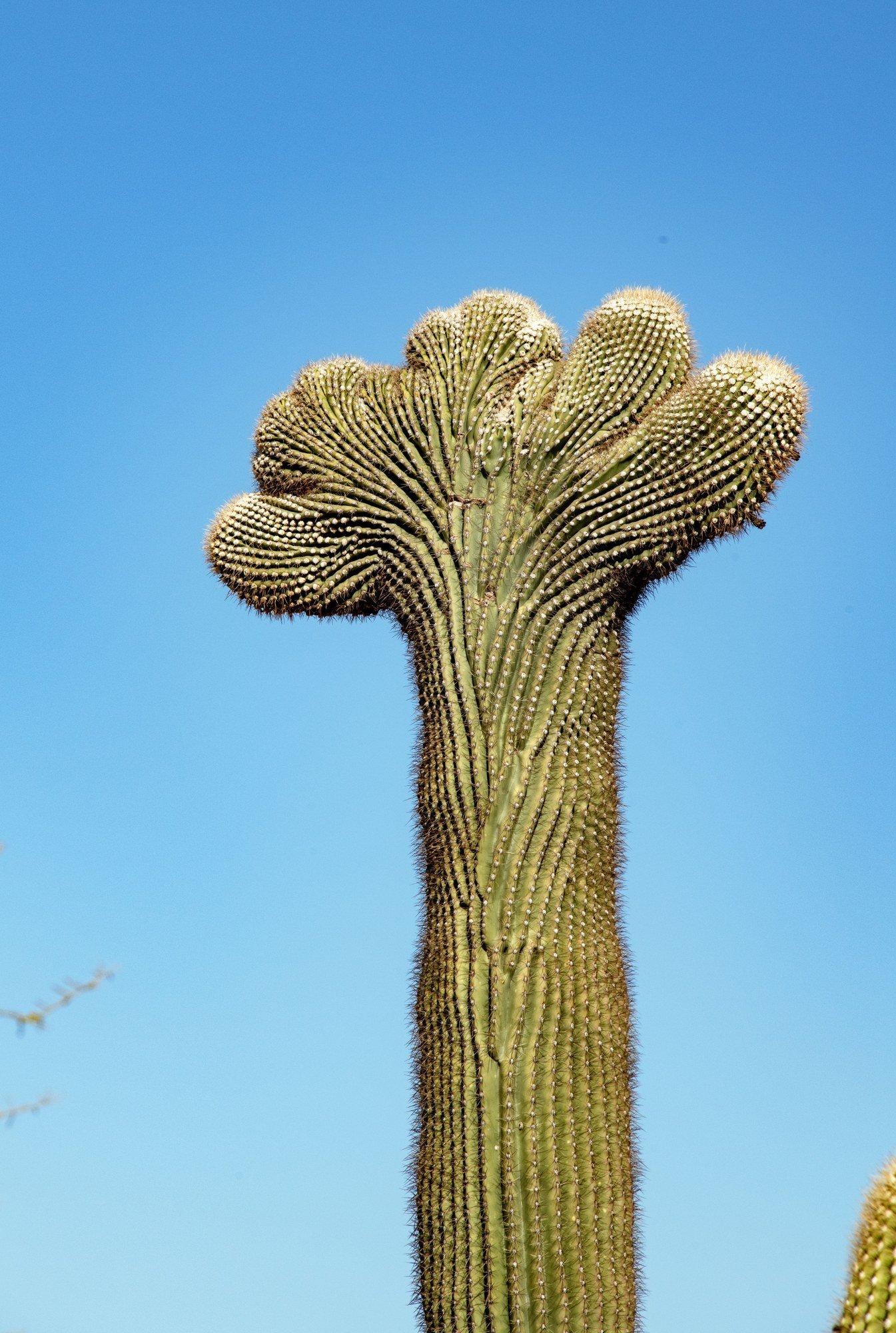 MAC_3572 · Crested saguaro, Southern Arizona