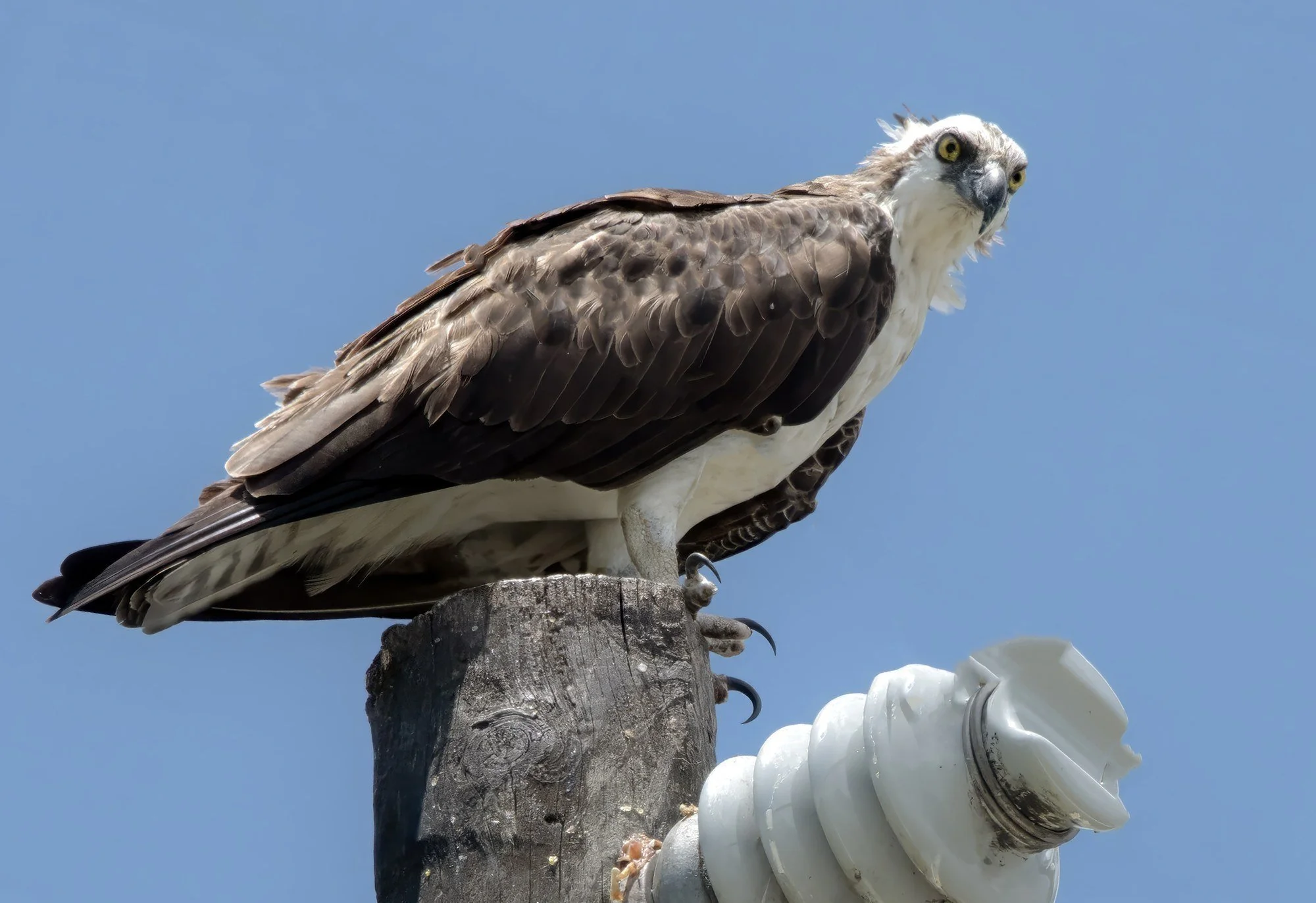 MAC_0770 · Osprey perch, Florida