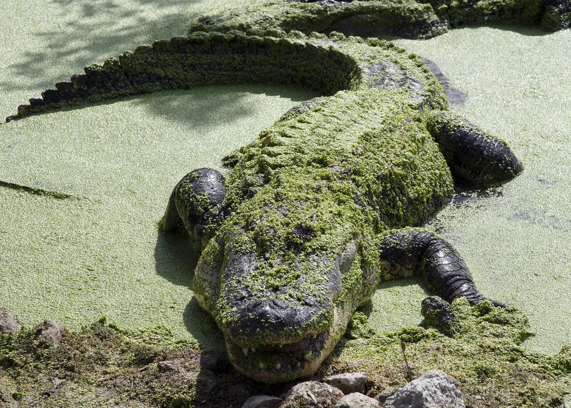MMD_2466 · Alligator in duckweed, Florida