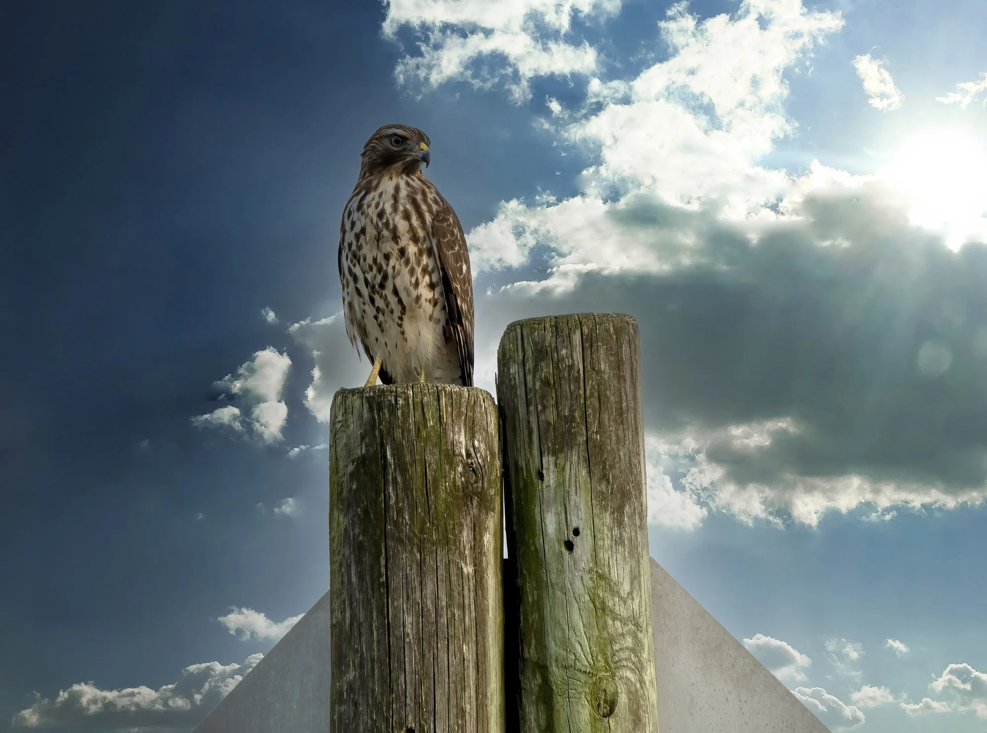 MMD_3232 · Hawk against the sky, Florida