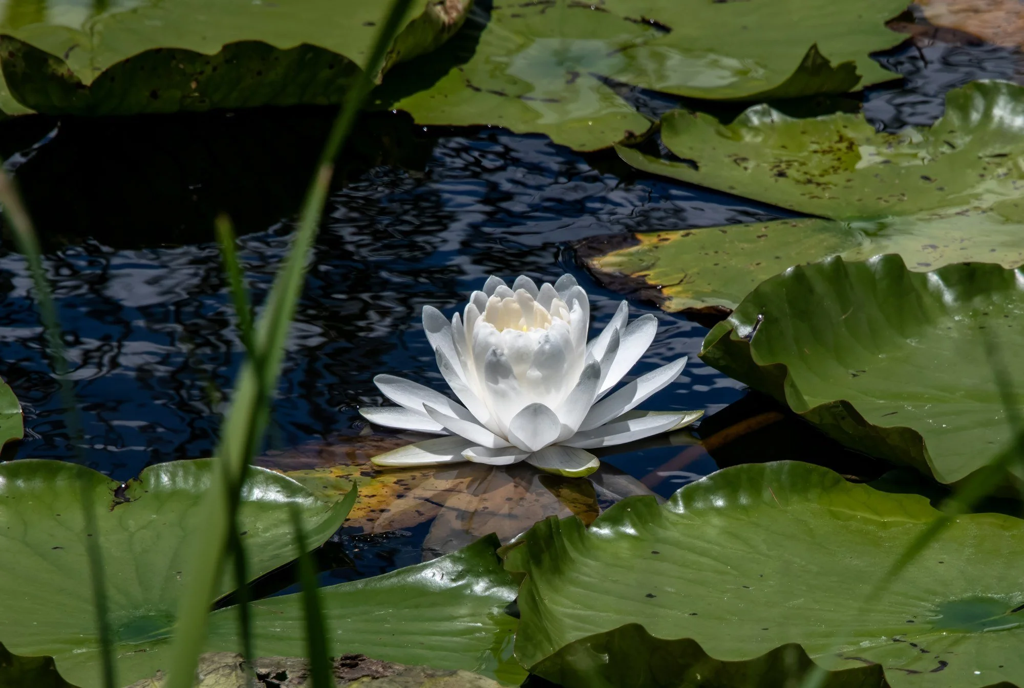 MAC_0817 · White water lily, Florida