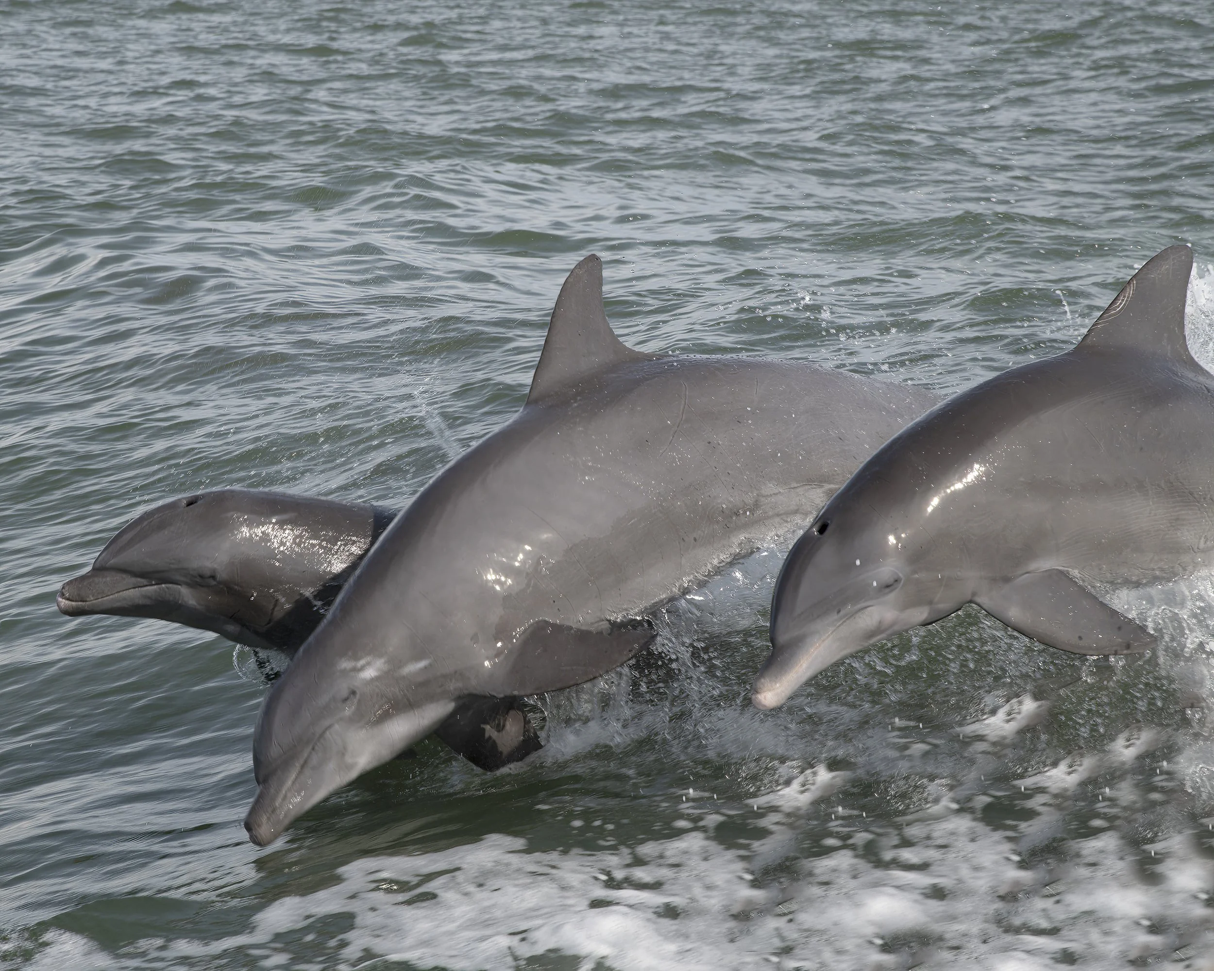 DSC_0574 copy-SharpenAI-Motion (1).jpg