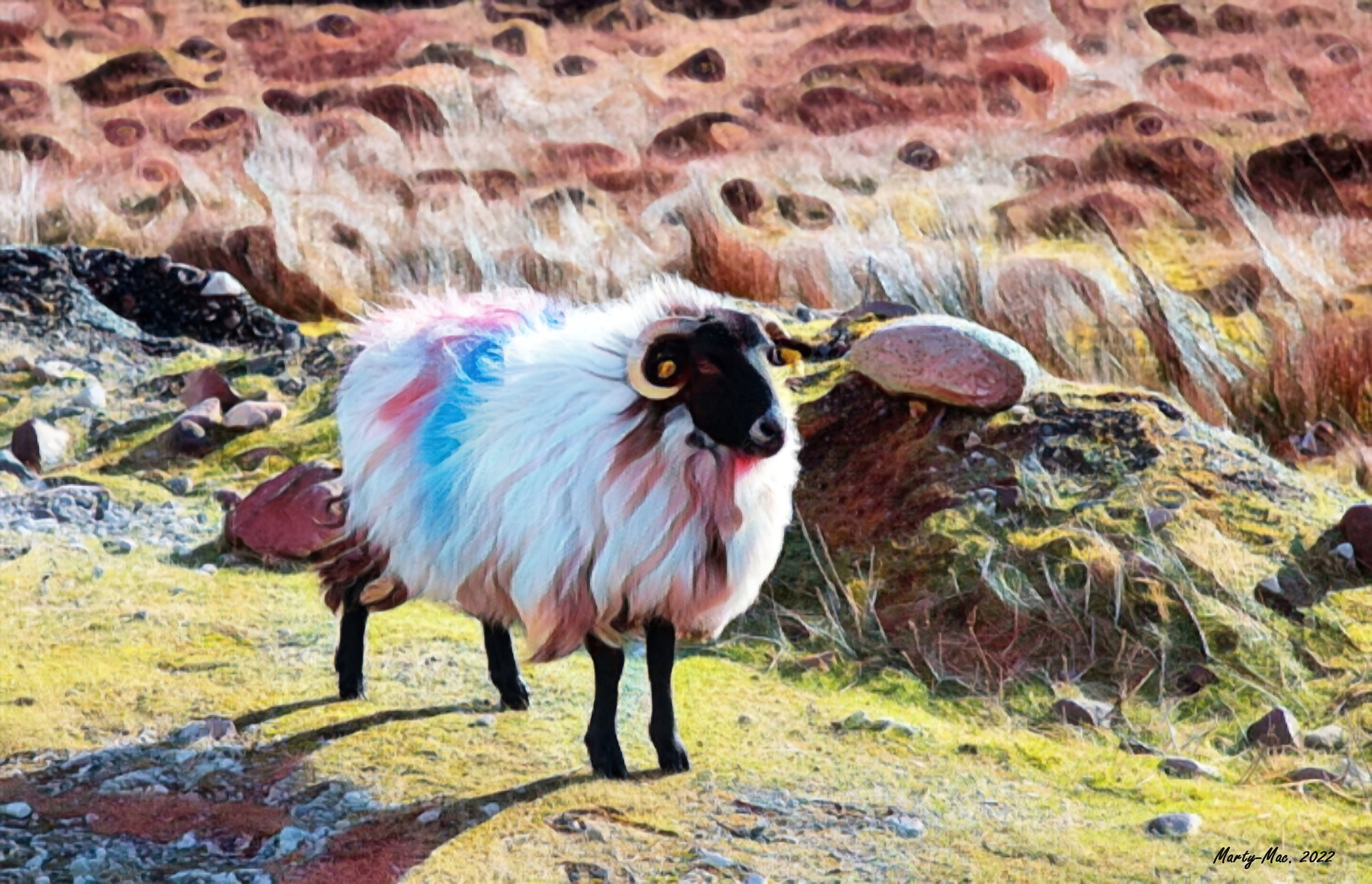 MMD_5958 sheep 6-gigapixel-standard-scale-2_00x.jpg
