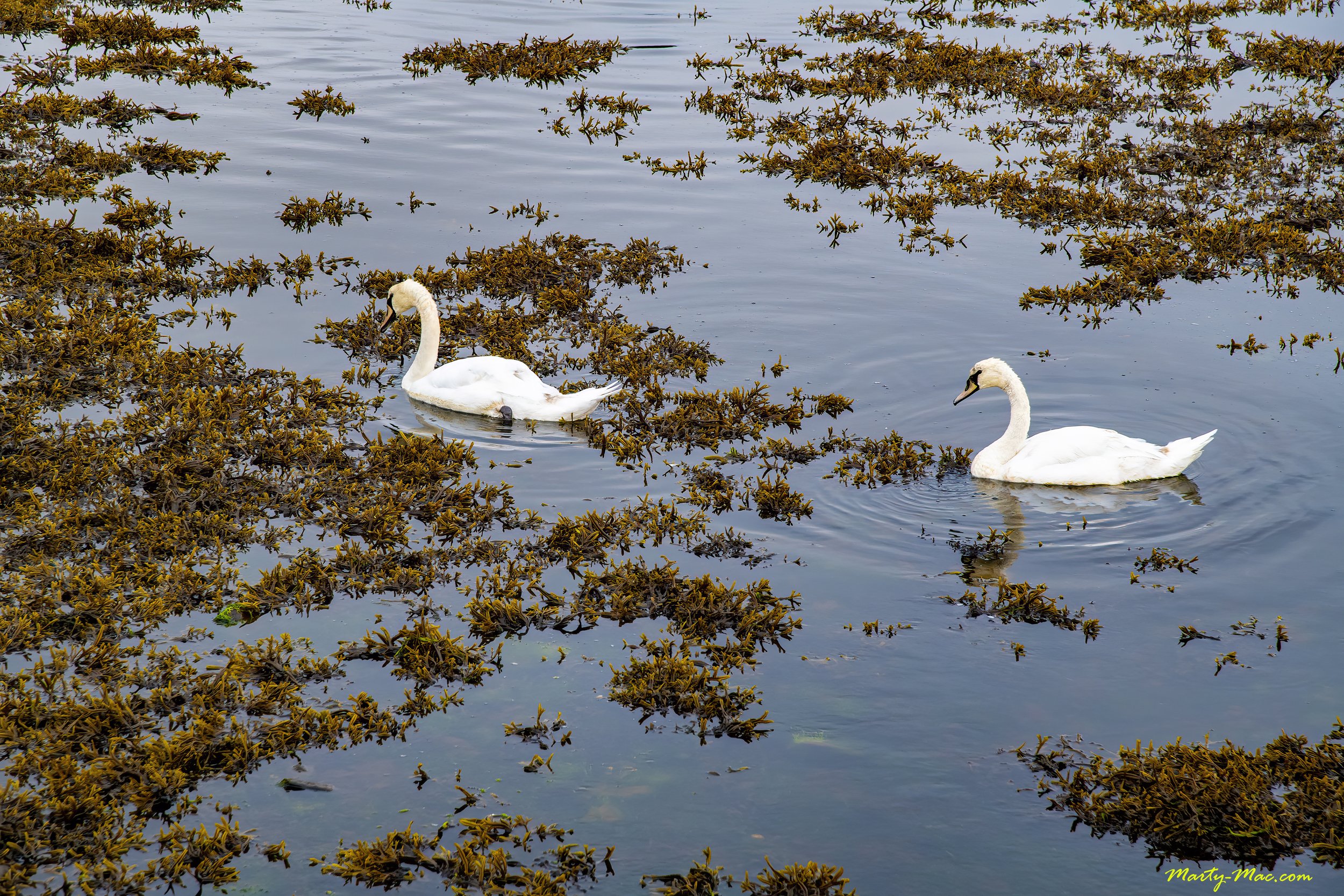 Swans at Burrishoole