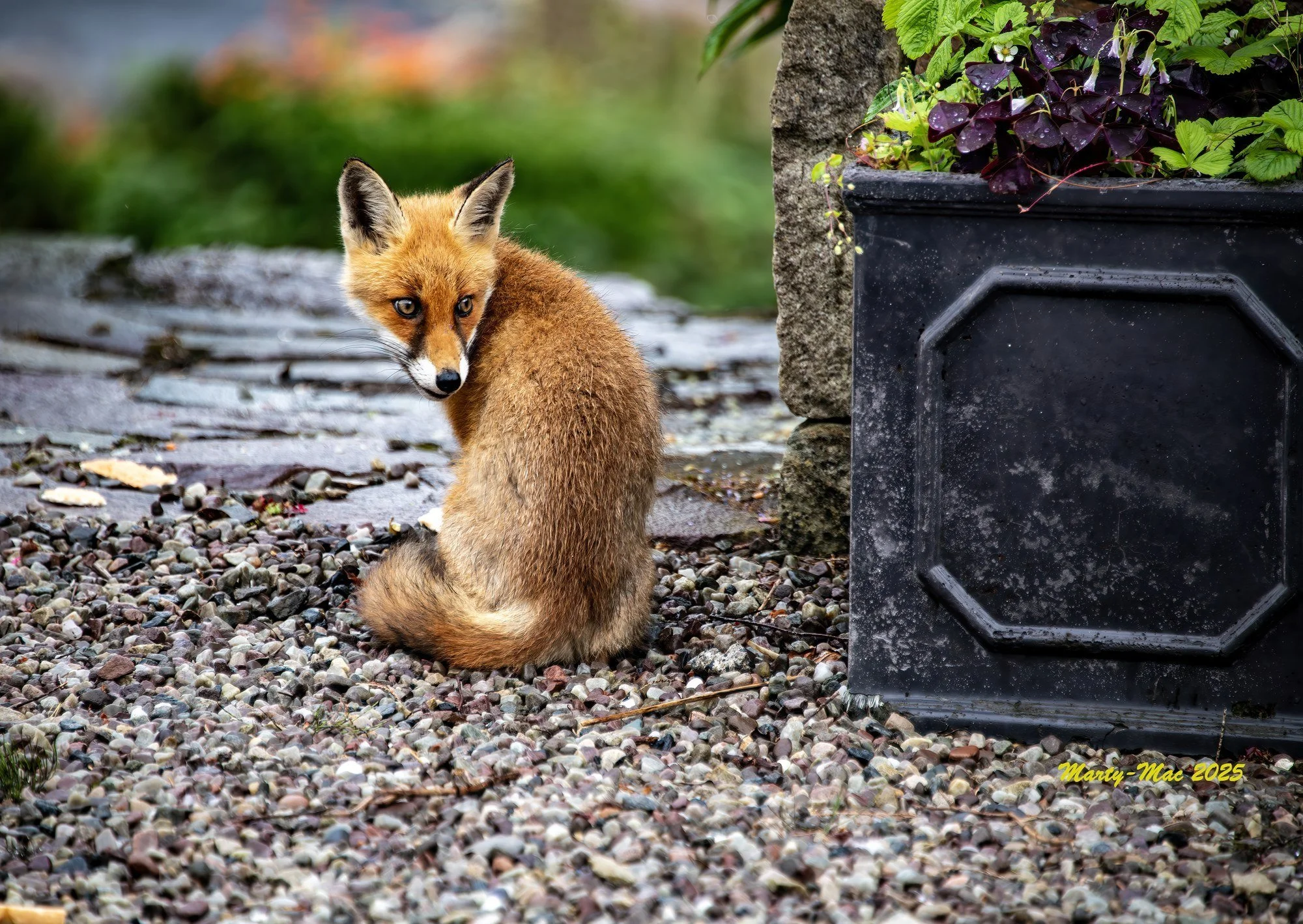 MAC_4863 · Fox looking back, Co. Mayo