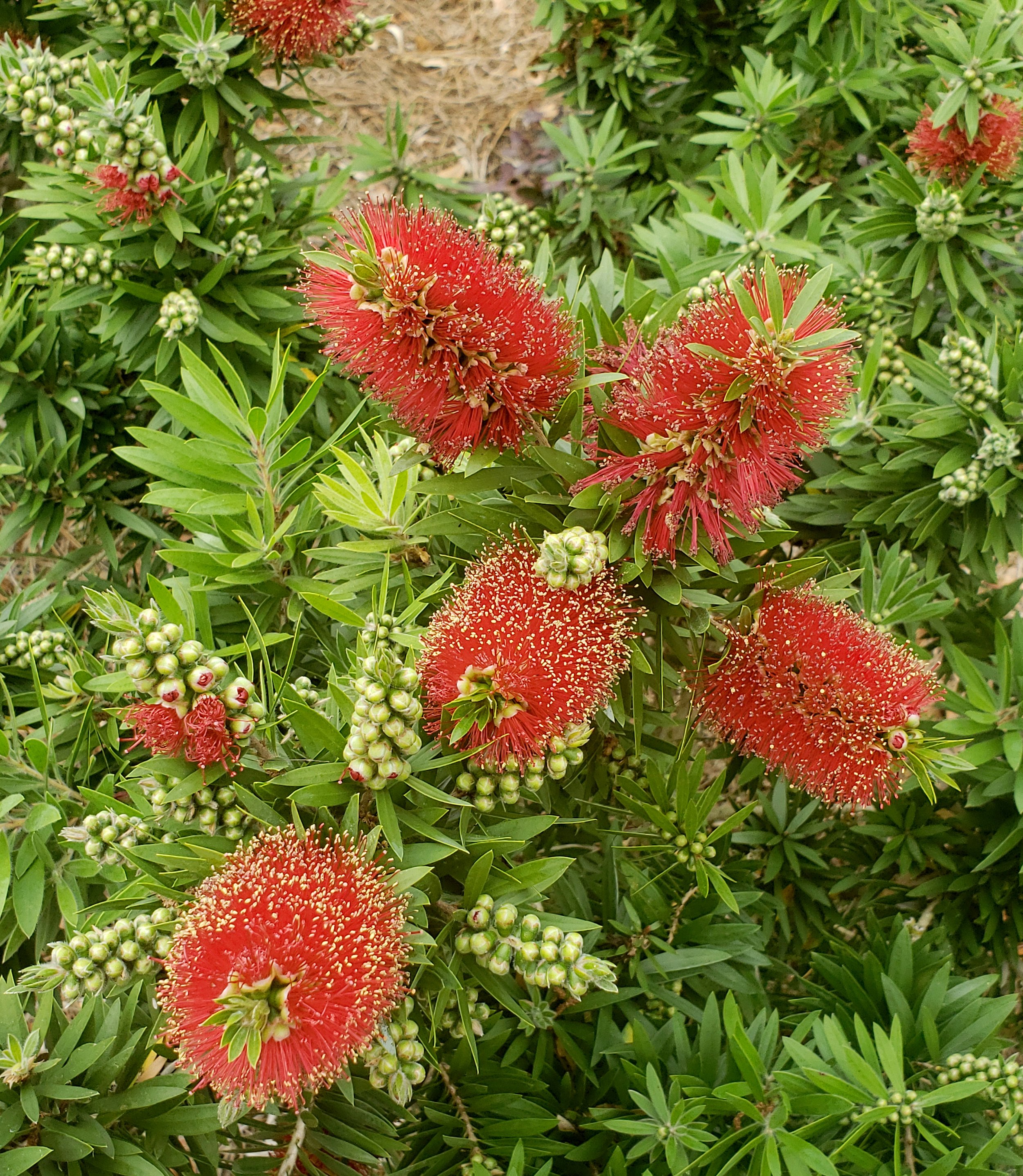 BOTTLE BRUSH CROSS 2A copy.jpg
