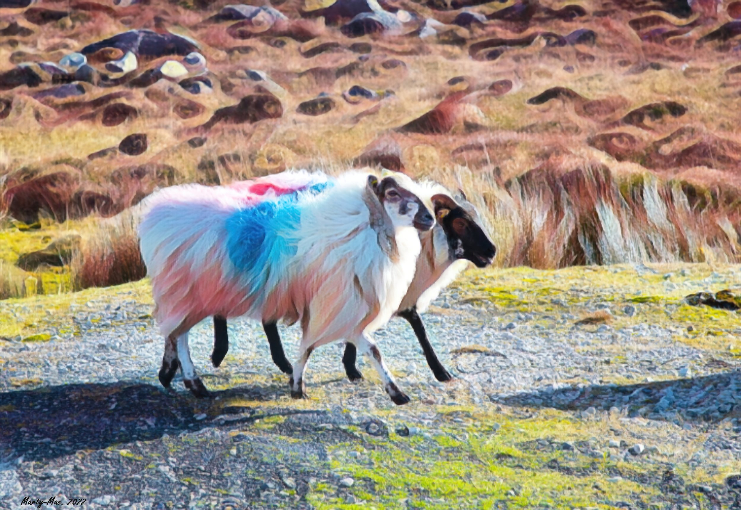 MMD_5956 sheep 5-gigapixel-standard-scale-2_00x.jpg