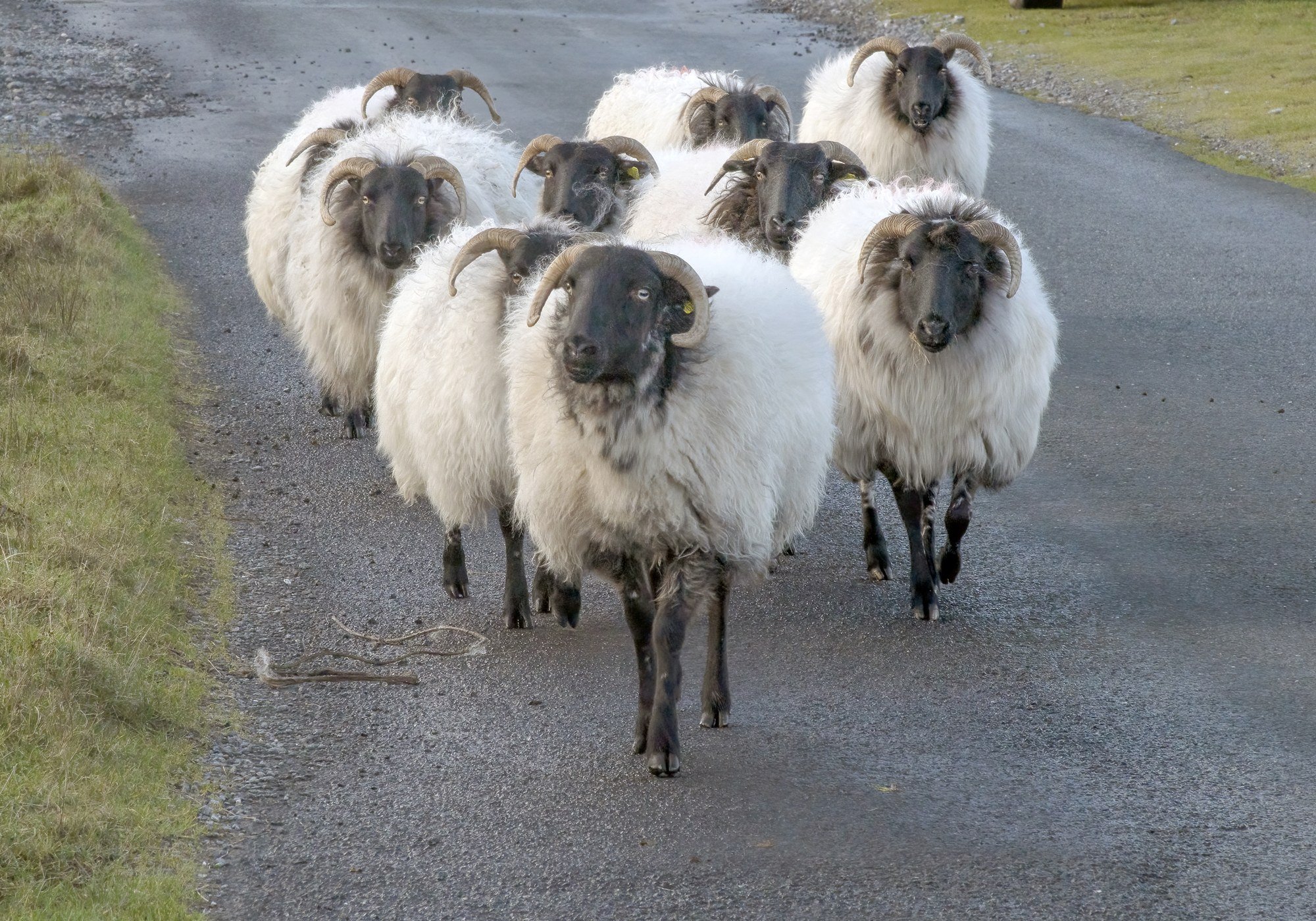 MMD_5675 · Sheep on the road, Co. Mayo