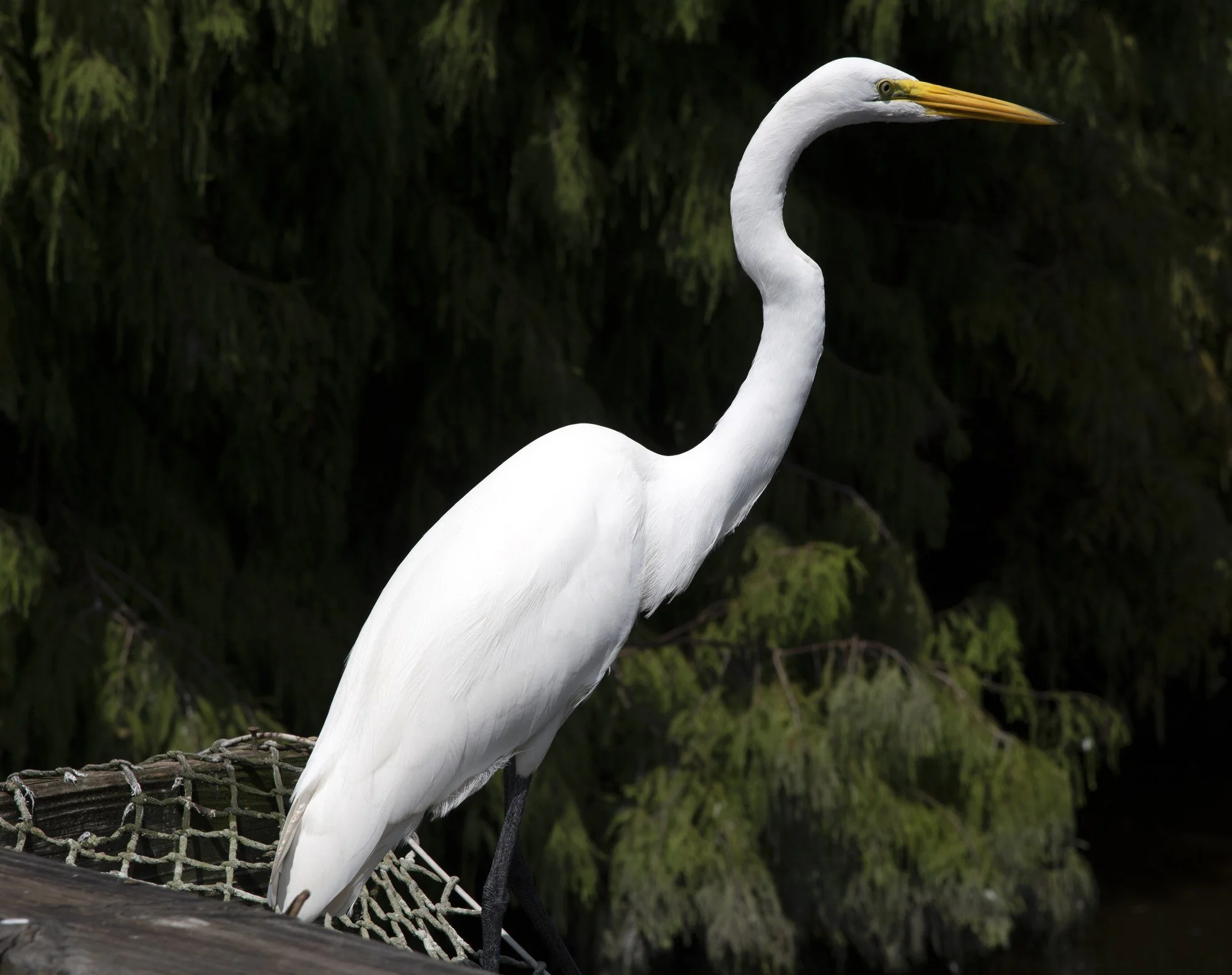 DSC_1265 · Great egret, Florida