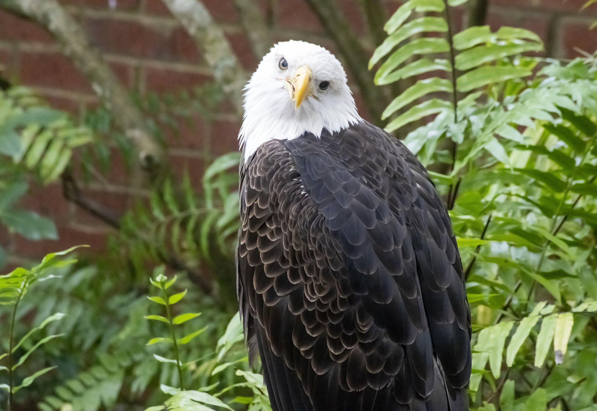 Eagle 1 EDO copy.jpg