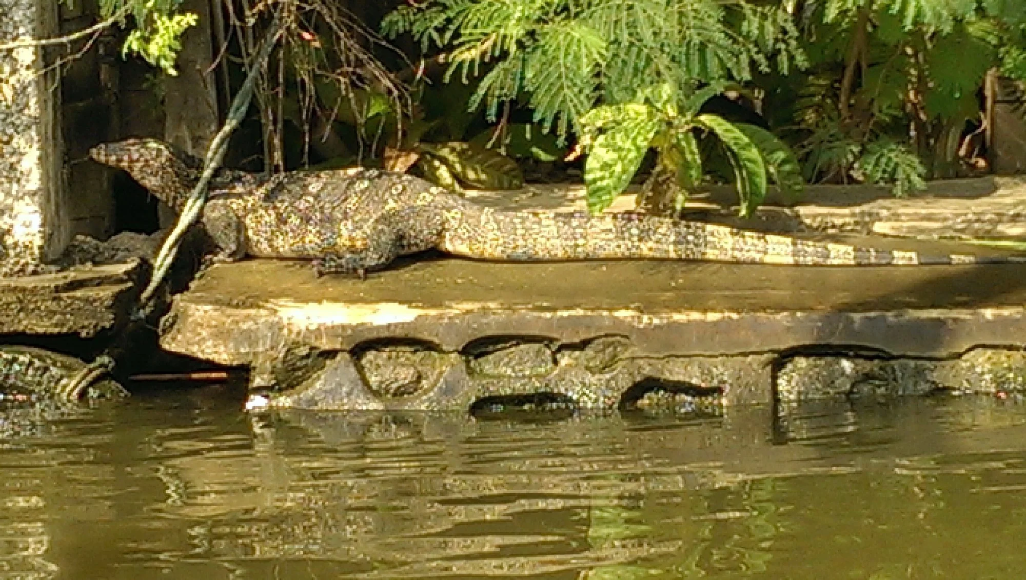 383 · Water monitor by the canal, Bangkok, Thailand