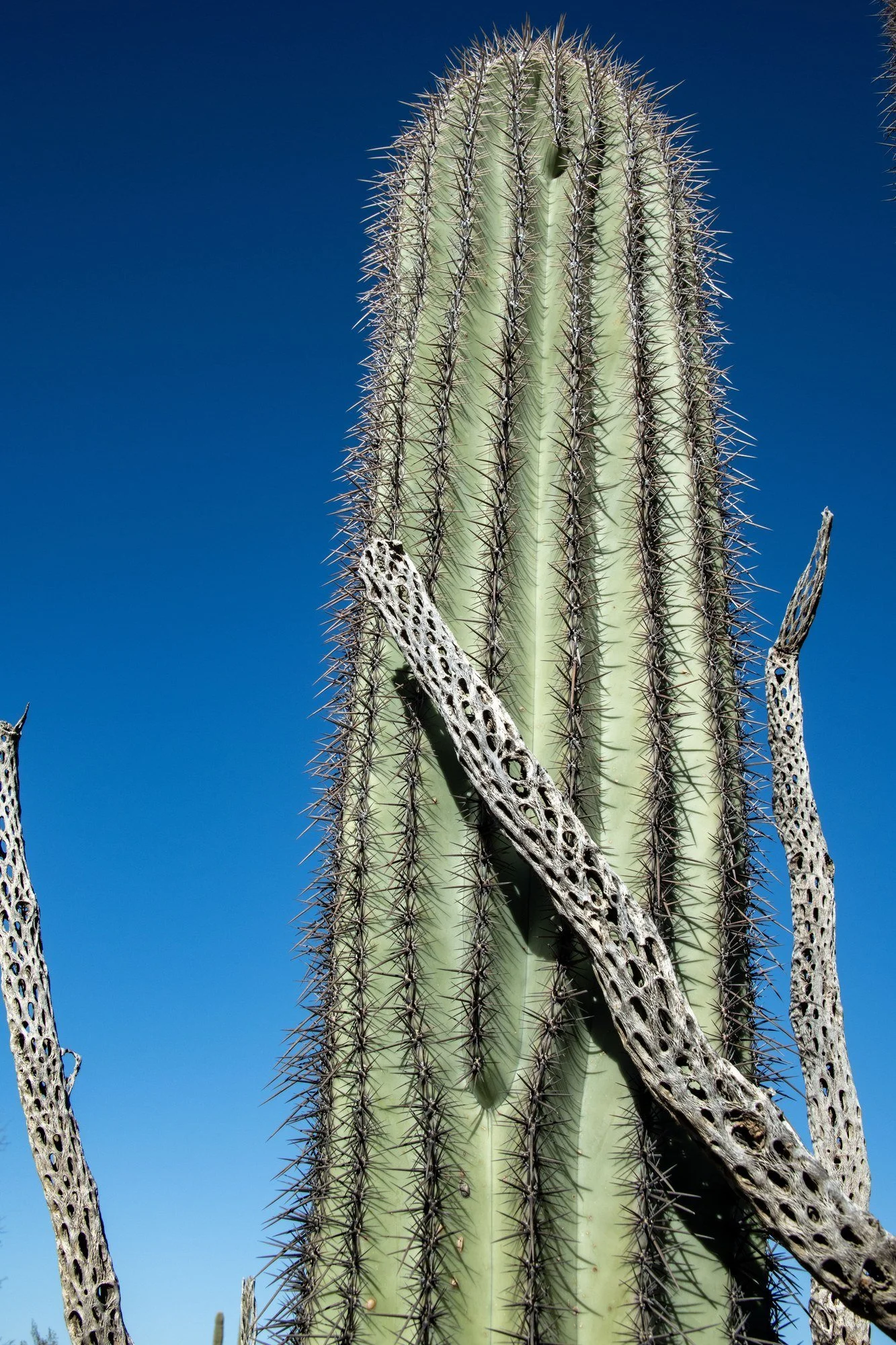 MAC_3542 · Saguaro close-up, Southern Arizona