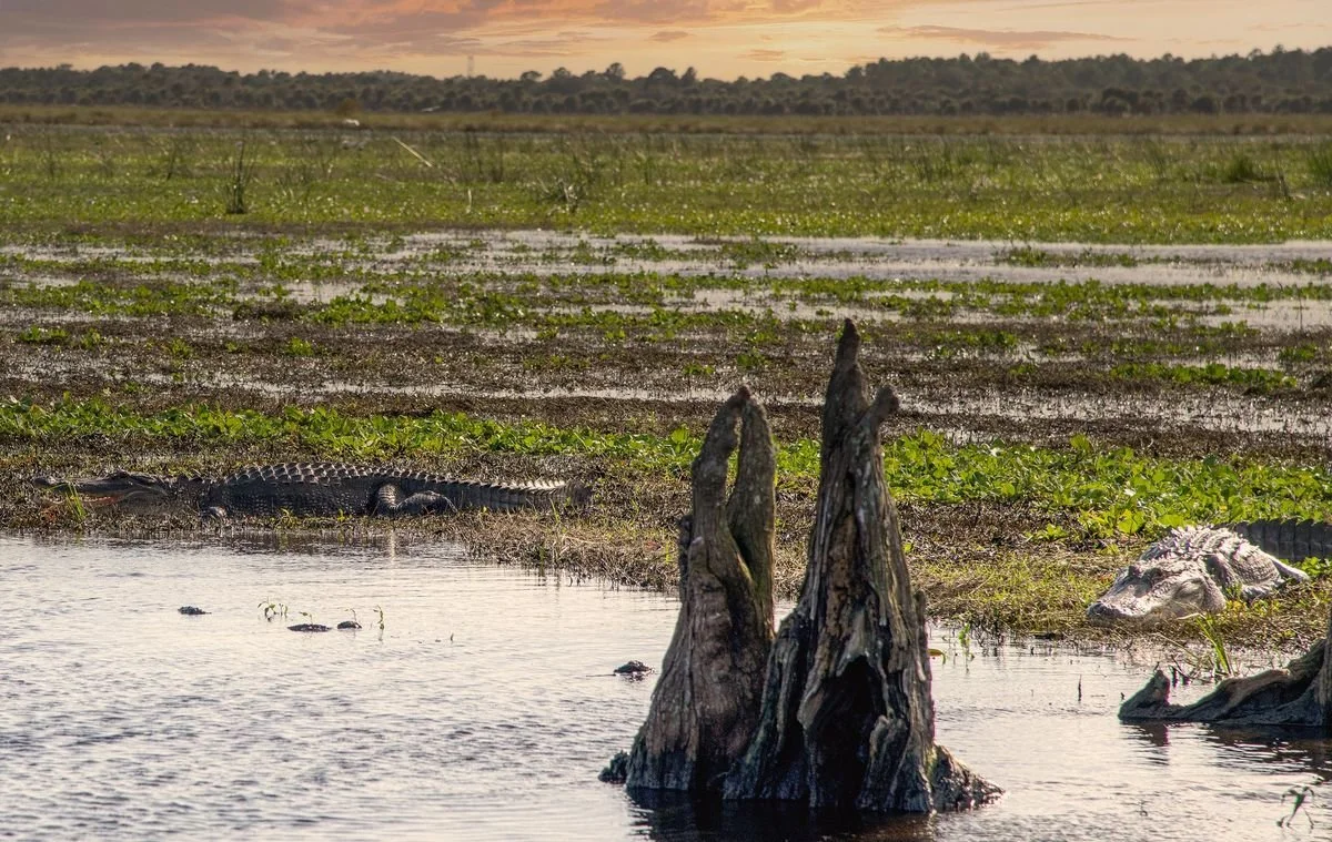 MMD_2820 · Alligator in the marsh at sunset, Florida
