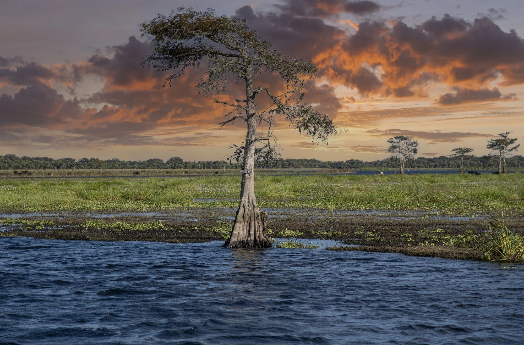 MMD_2812 · Lone cypress at sunset, Florida