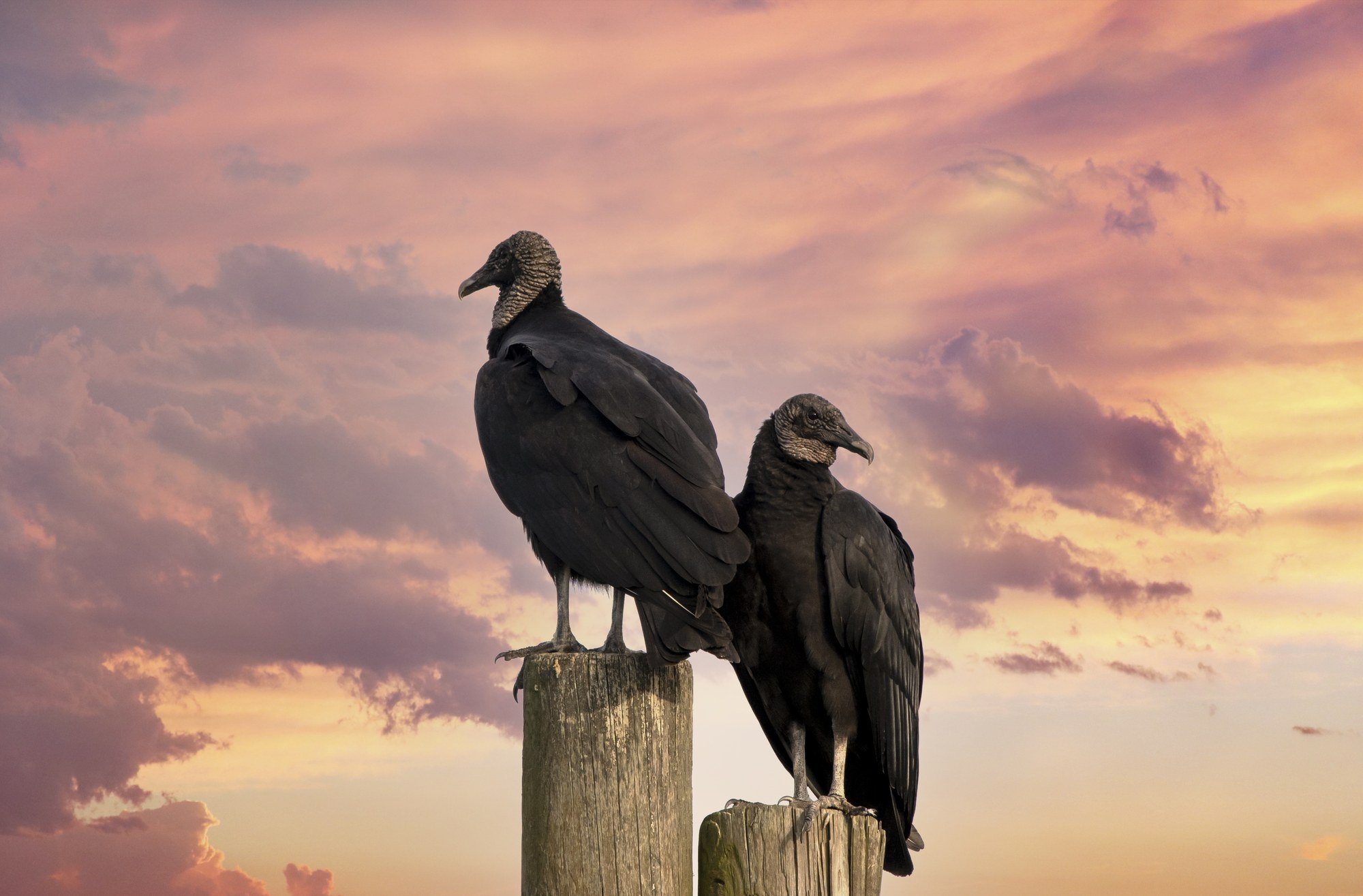 MMD_3222 · Vultures at sunset, Florida