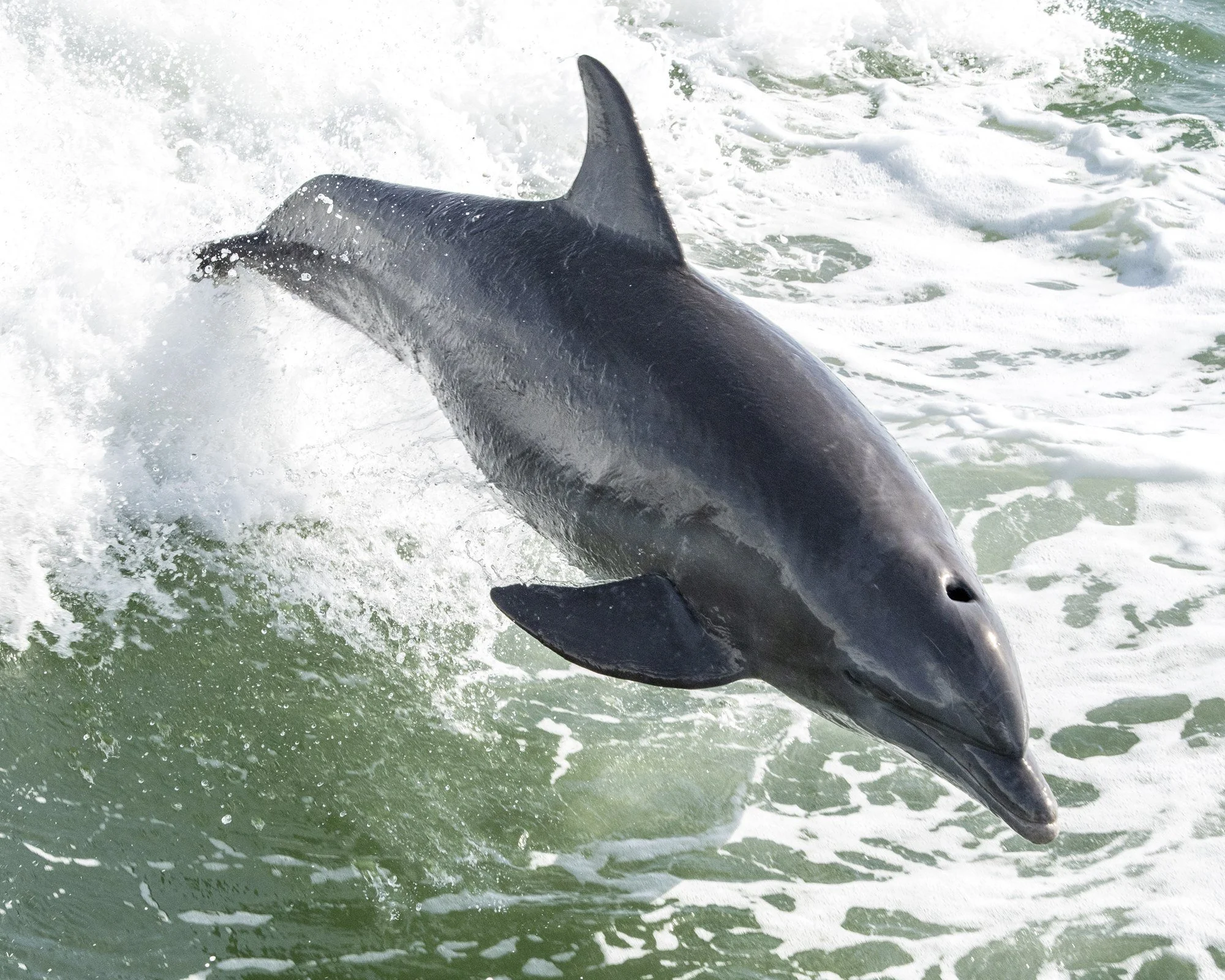 DSC_0557 · Bottlenose dolphin leaping, Florida