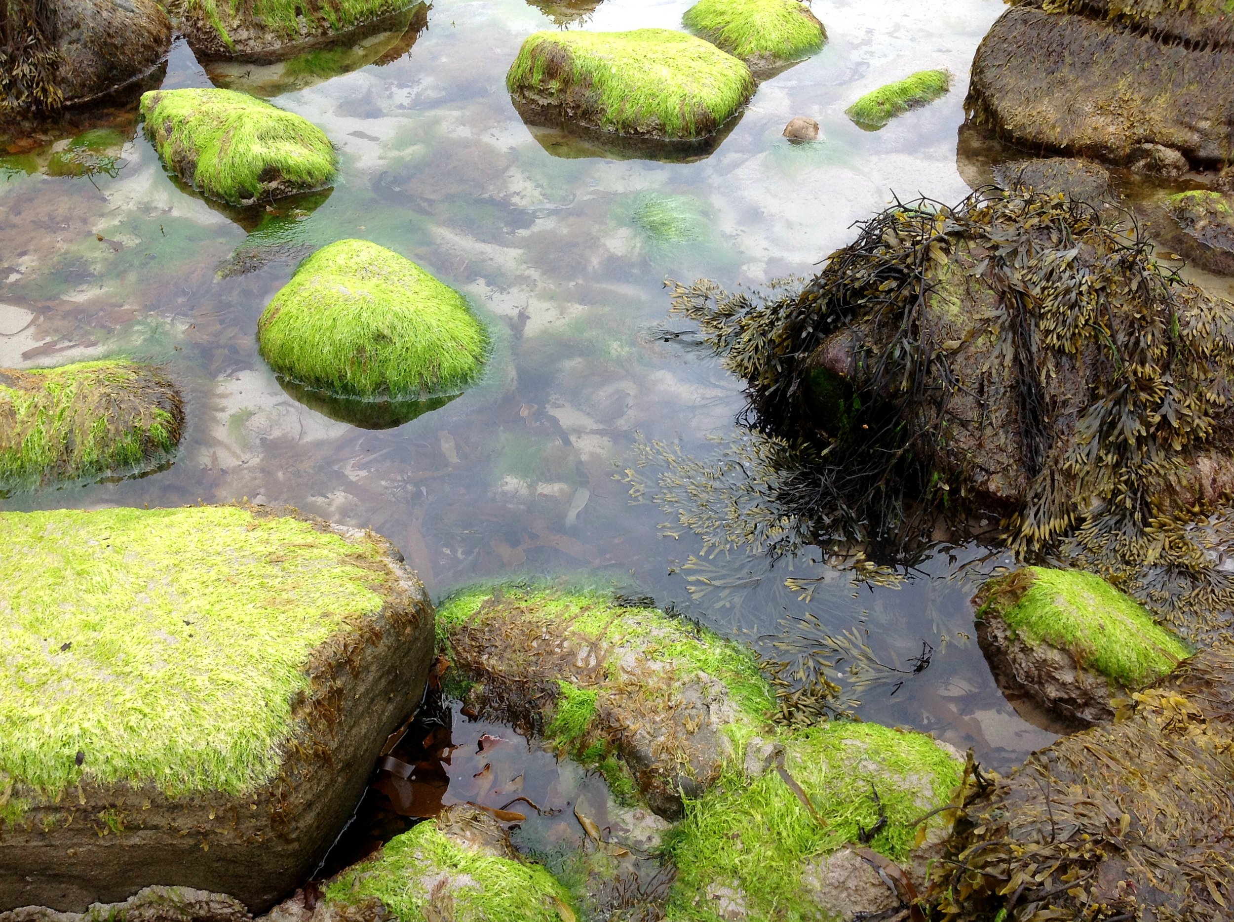 SEAWEED ON ROCKS 1.jpg