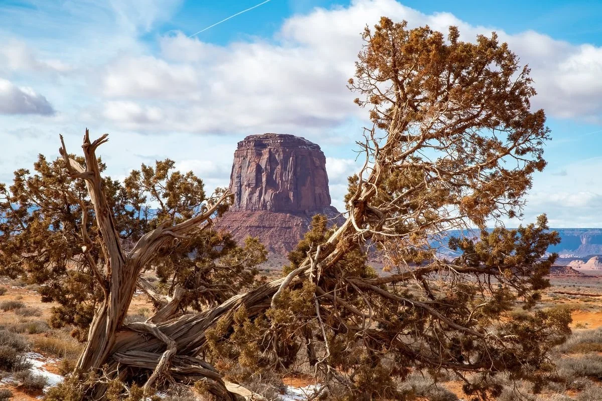 MMD_4621 · Old juniper and butte, Monument Valley, Arizona