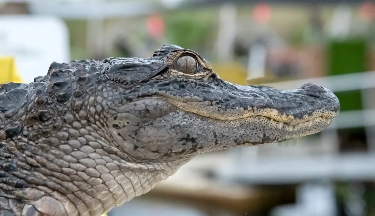 MMD_3002 · Young alligator in profile, Florida