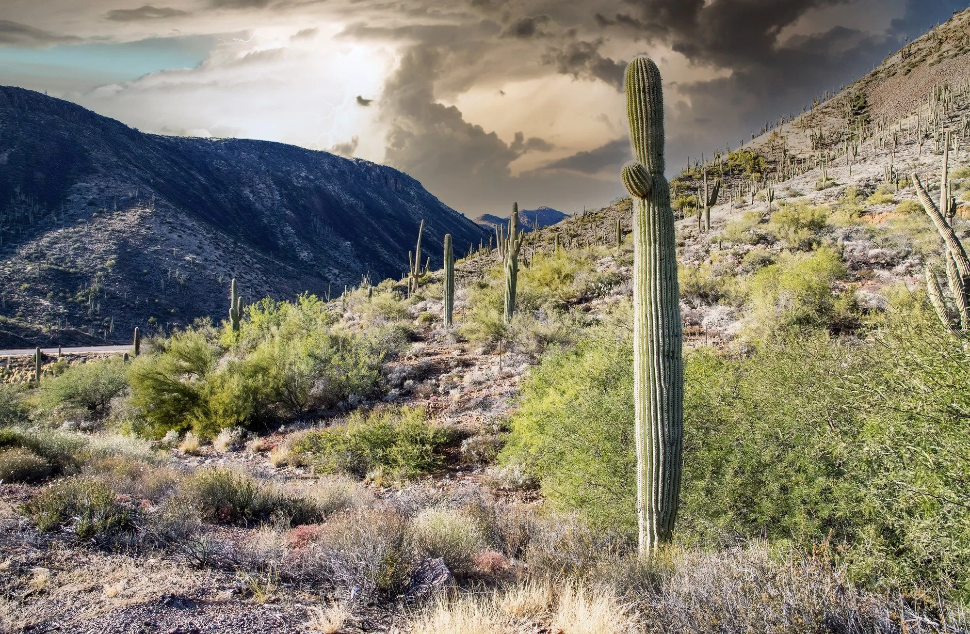 MMD_5025 · Saguaro under storm clouds, Arizona