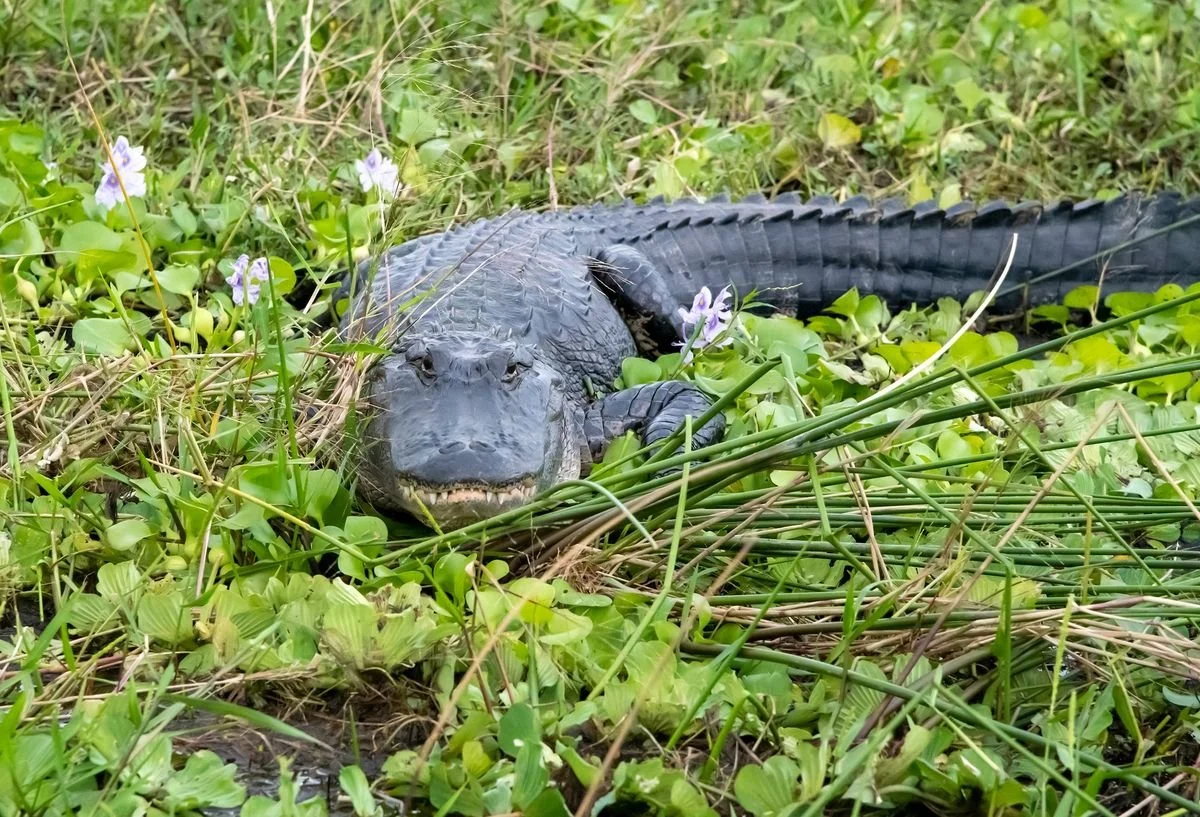 MMD_2996 · Wild alligator in water hyacinth, Florida