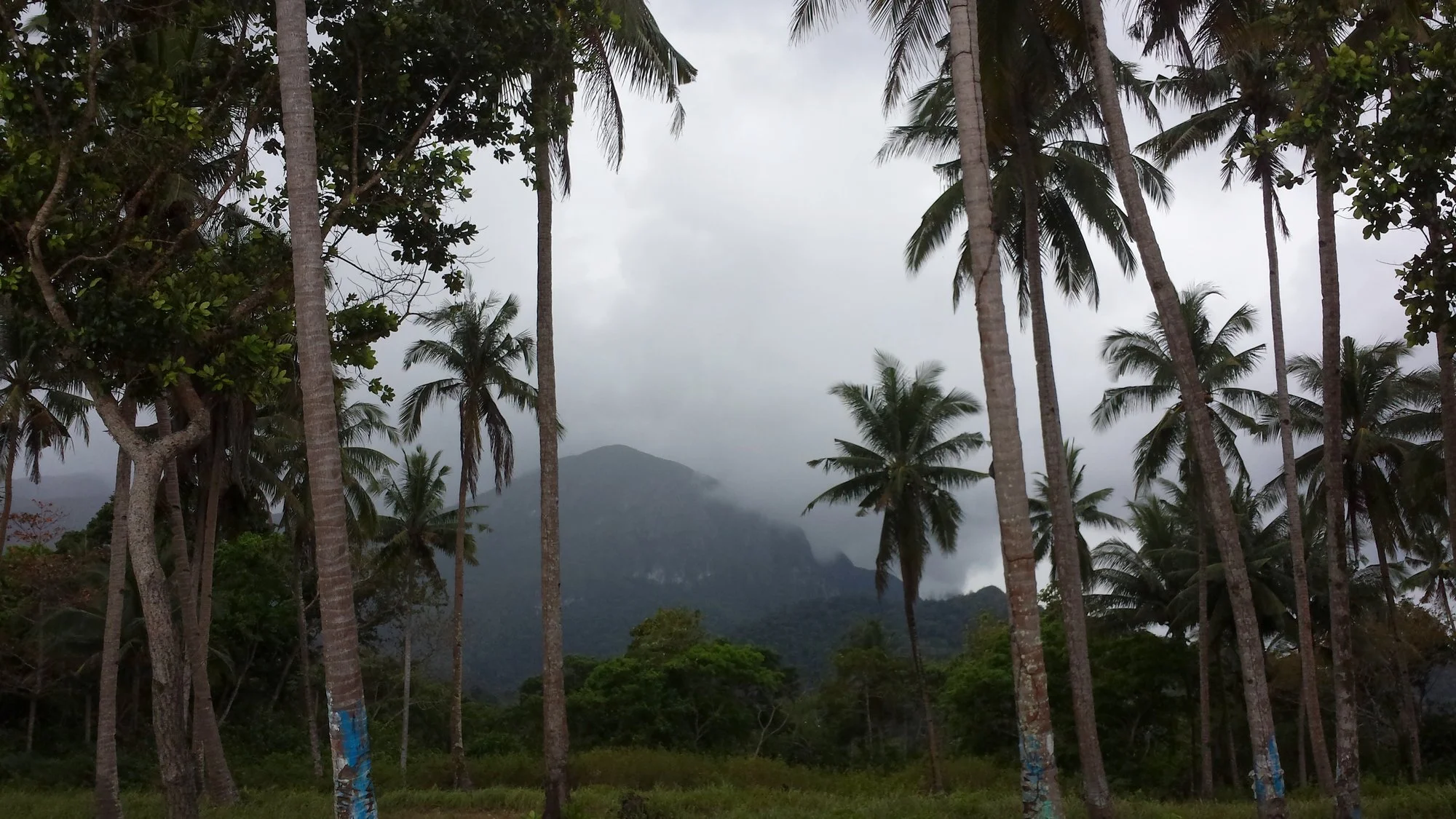 20151126_150232 · Palms and misty mountain, Sabang, Palawan, Philippines