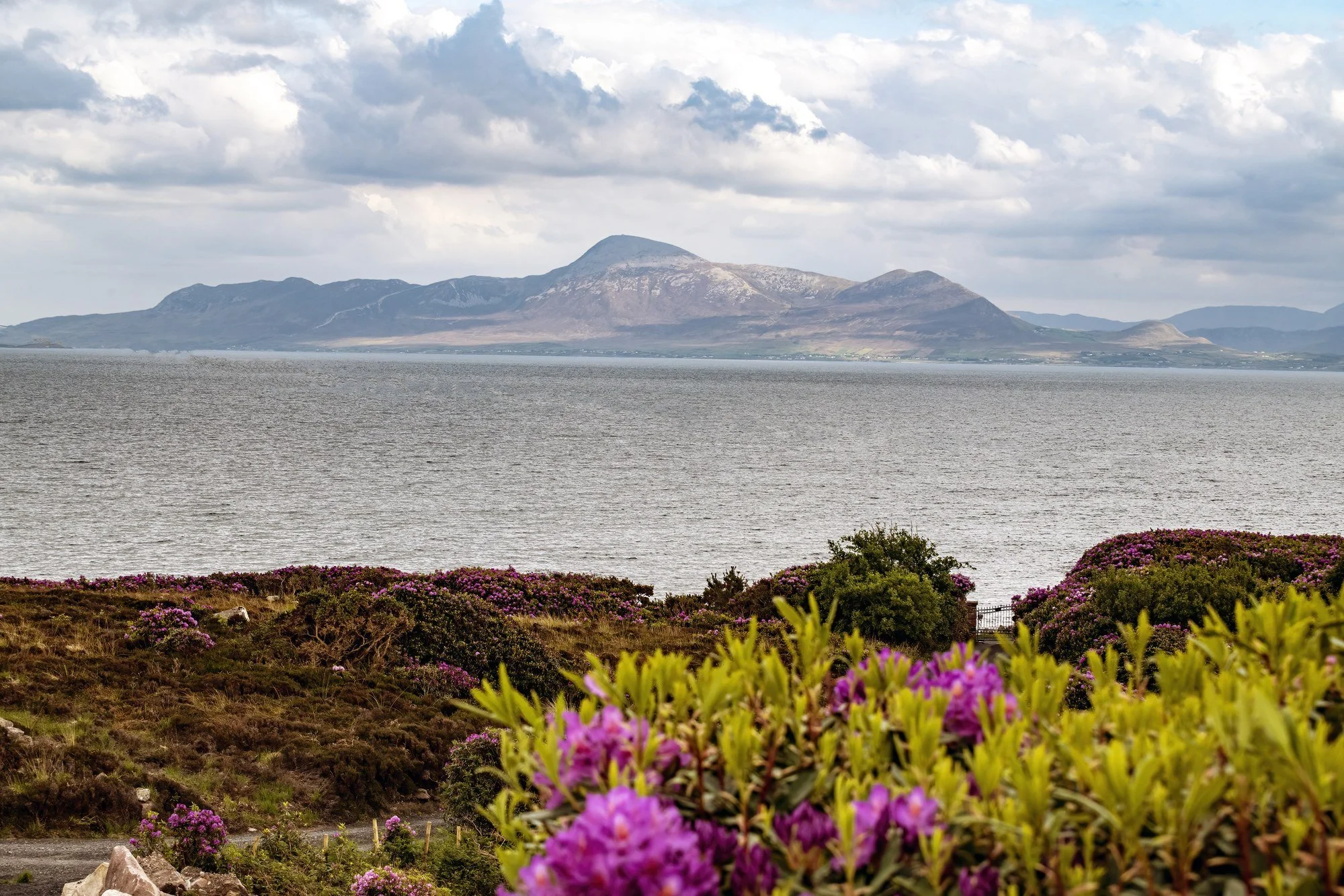MMD_6551 · Rhododendrons above the bay, Co. Mayo