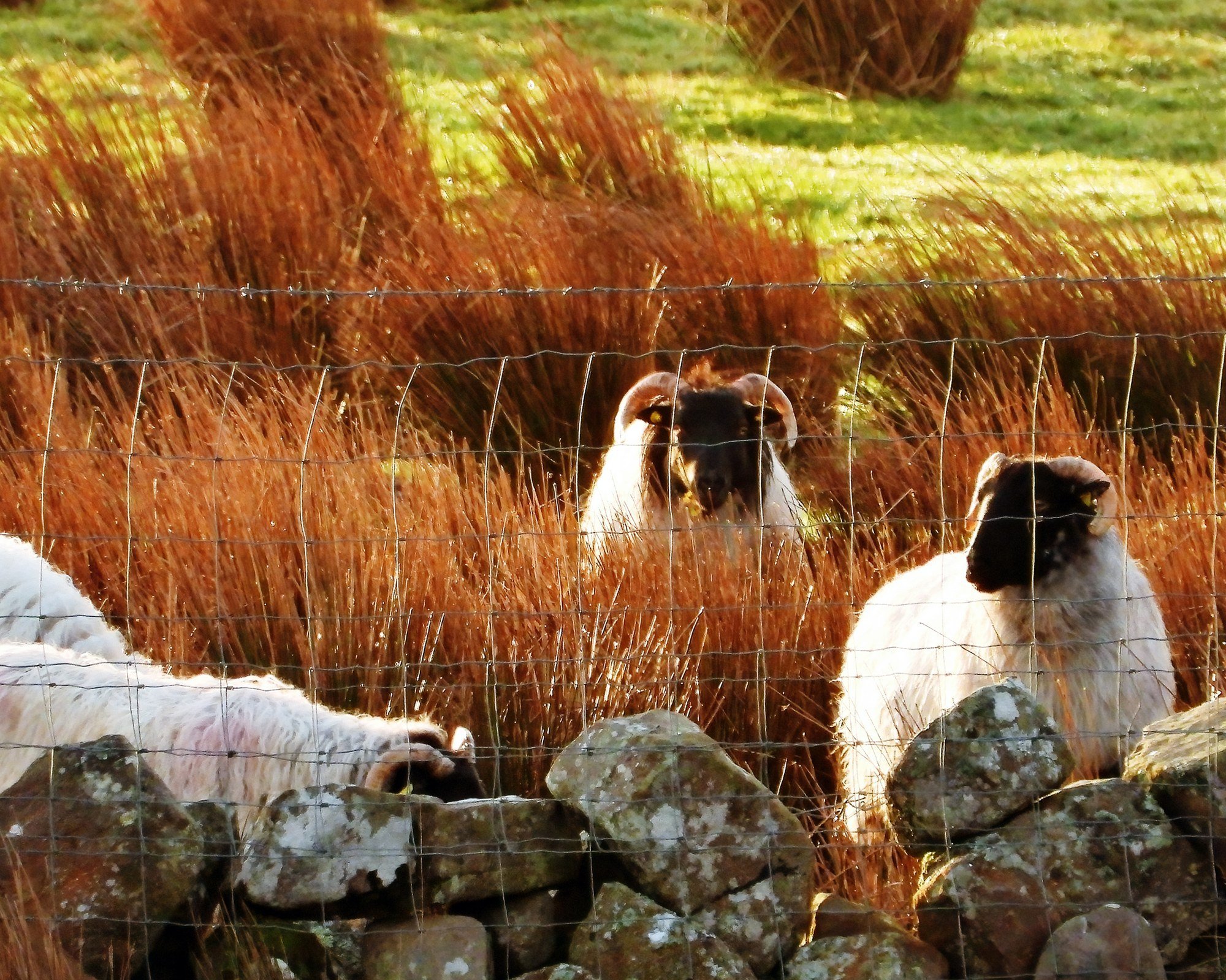 Rushing-to-see-Ewe-redone · Rushing to see Ewe, Co. Mayo