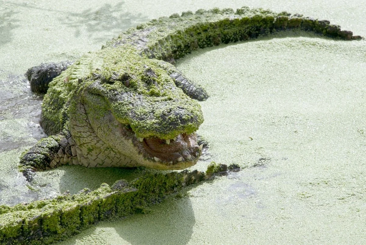 MMD_2481 · Duckweed-covered alligator with open jaws, Christmas, Florida