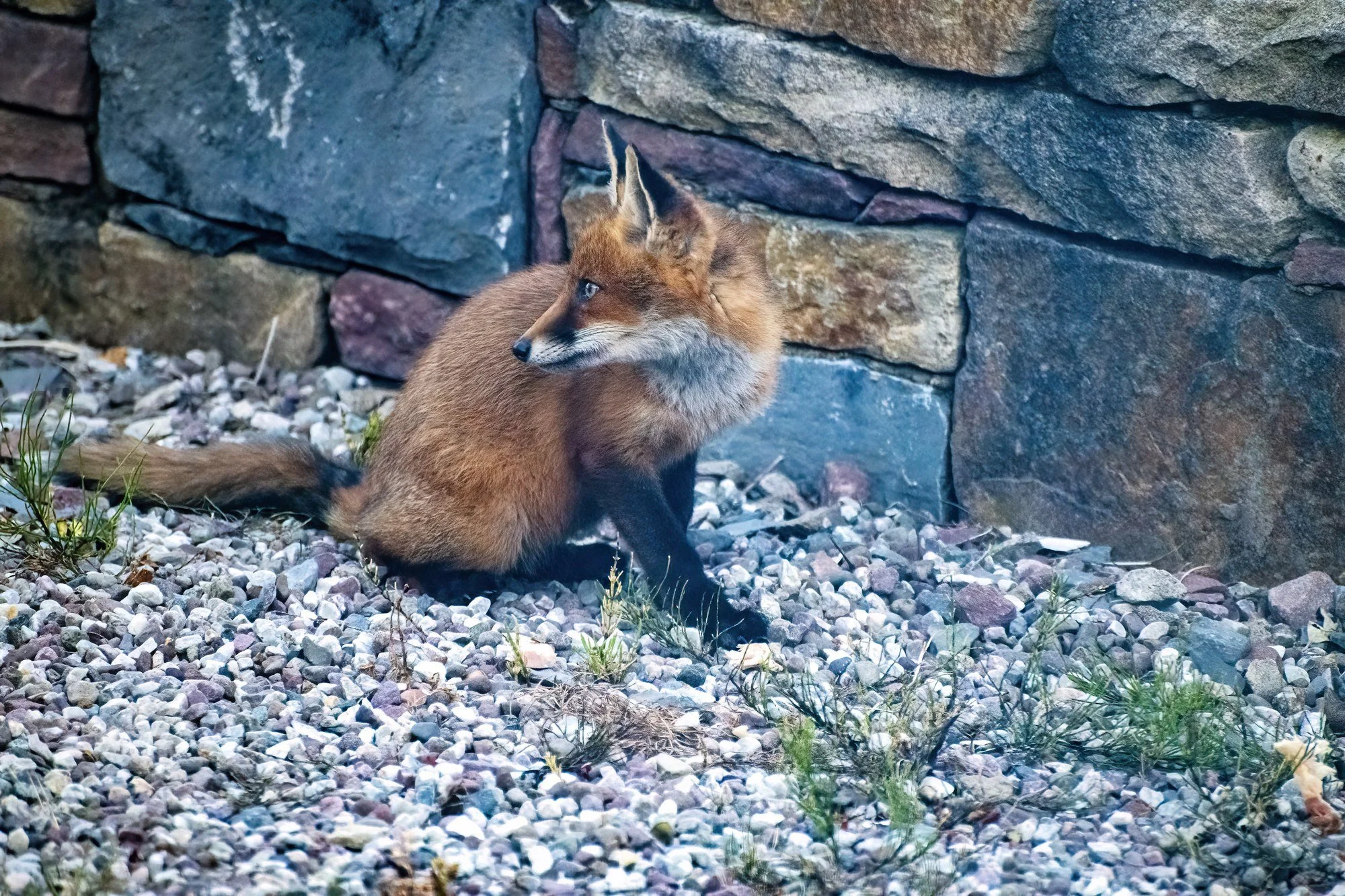MMD_7332 · Fox by the wall, Co. Mayo