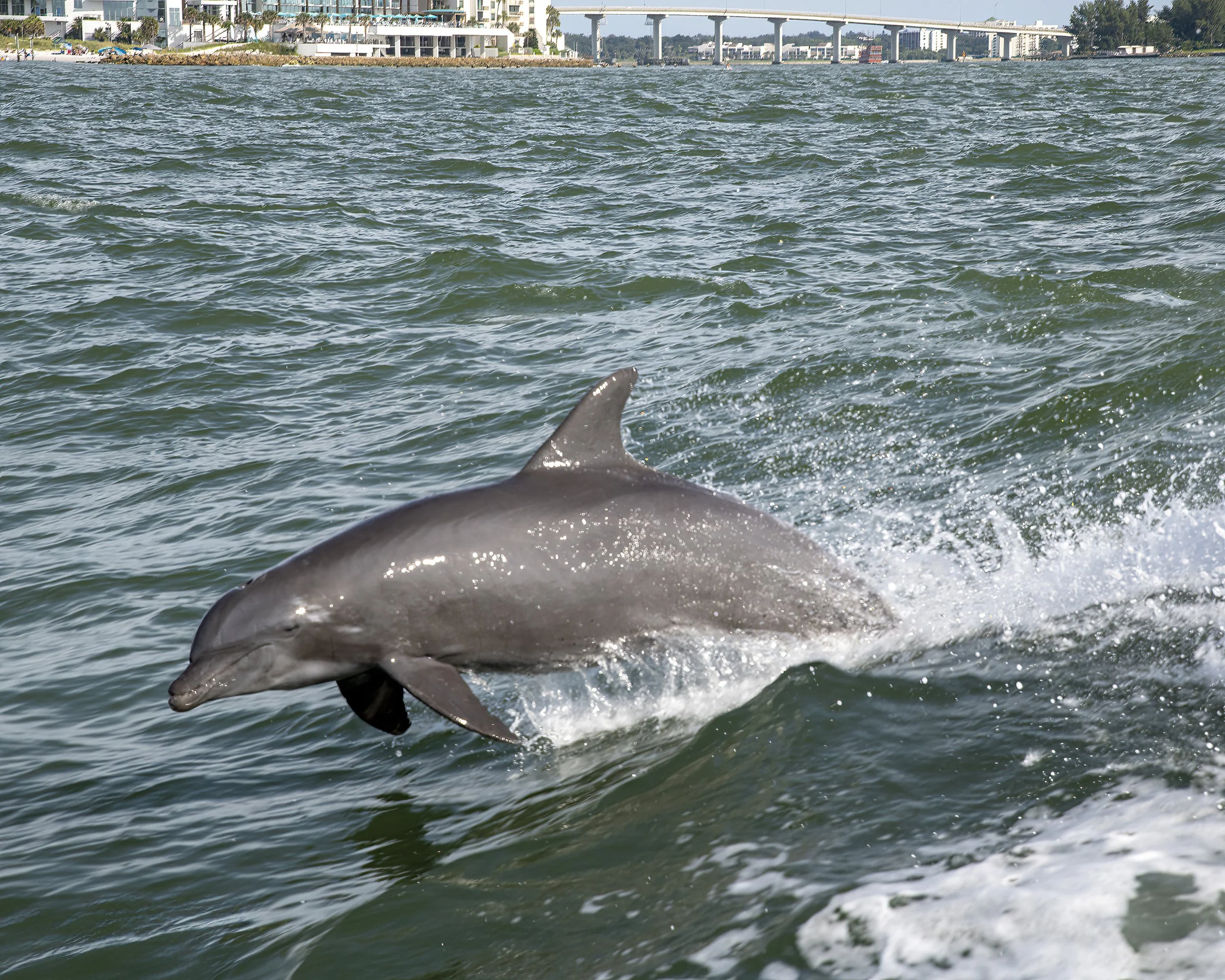 DSC_0630 copy-SharpenAI-Motion.jpg