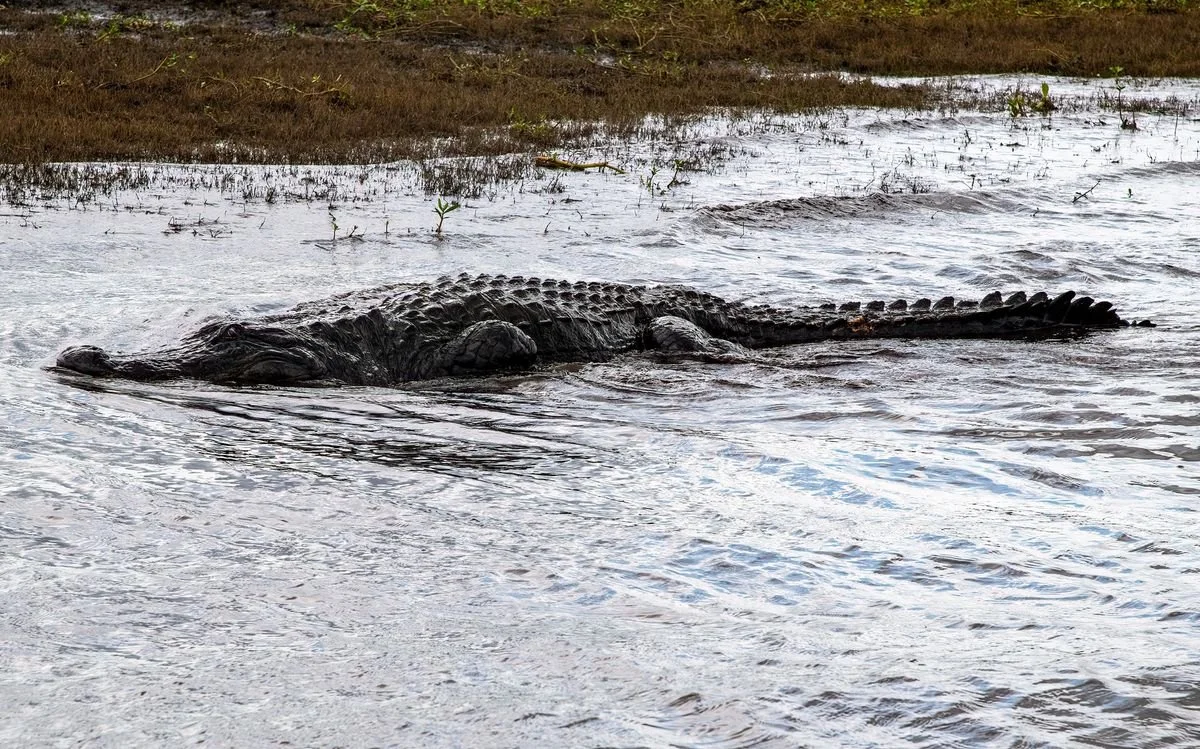 MMD_6420 · Big alligator in the shallows, Florida