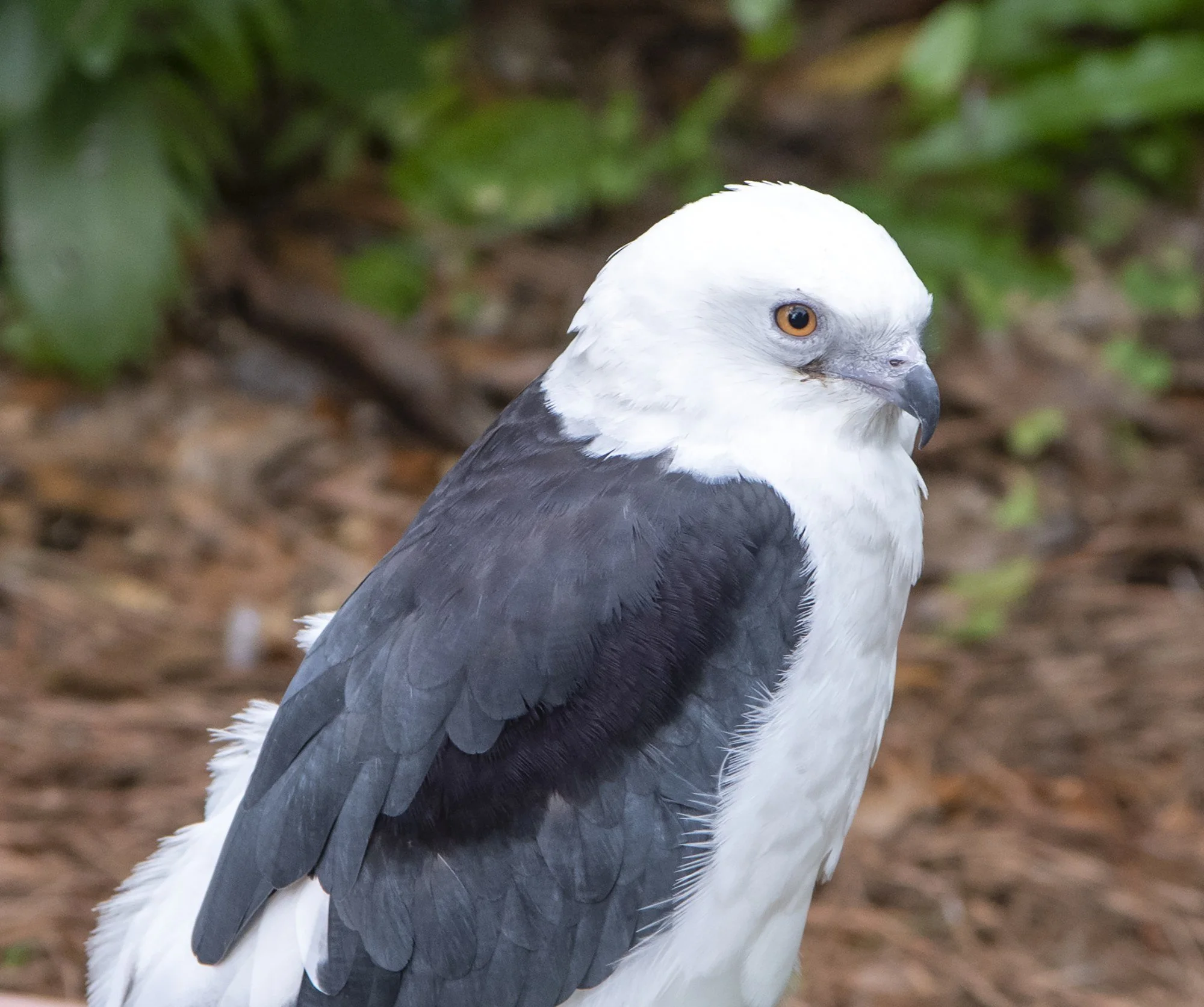 MMD_3349 · Swallow-tailed kite portrait, Florida