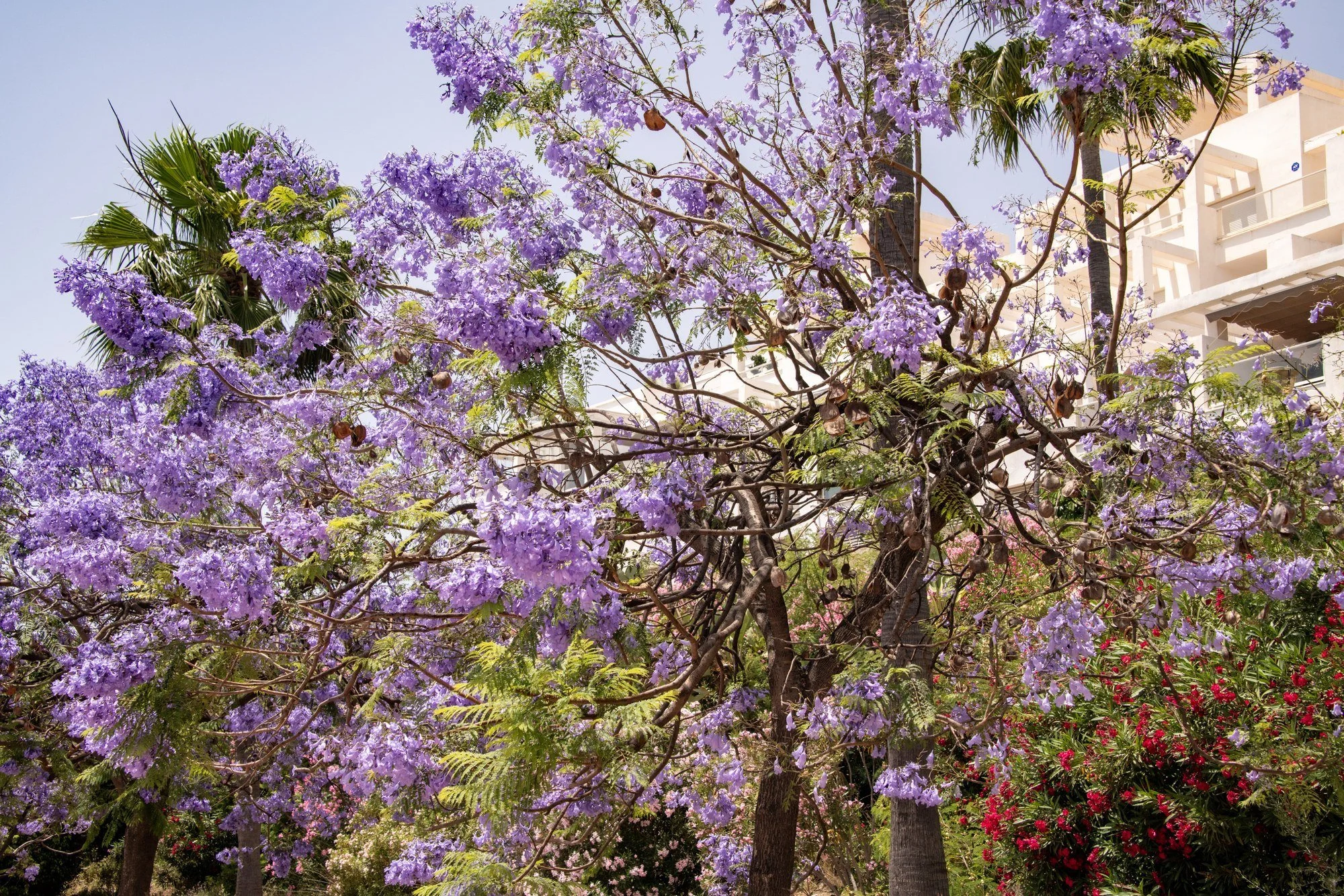 MAC_4326 · Jacaranda in bloom, Andalusia, Spain