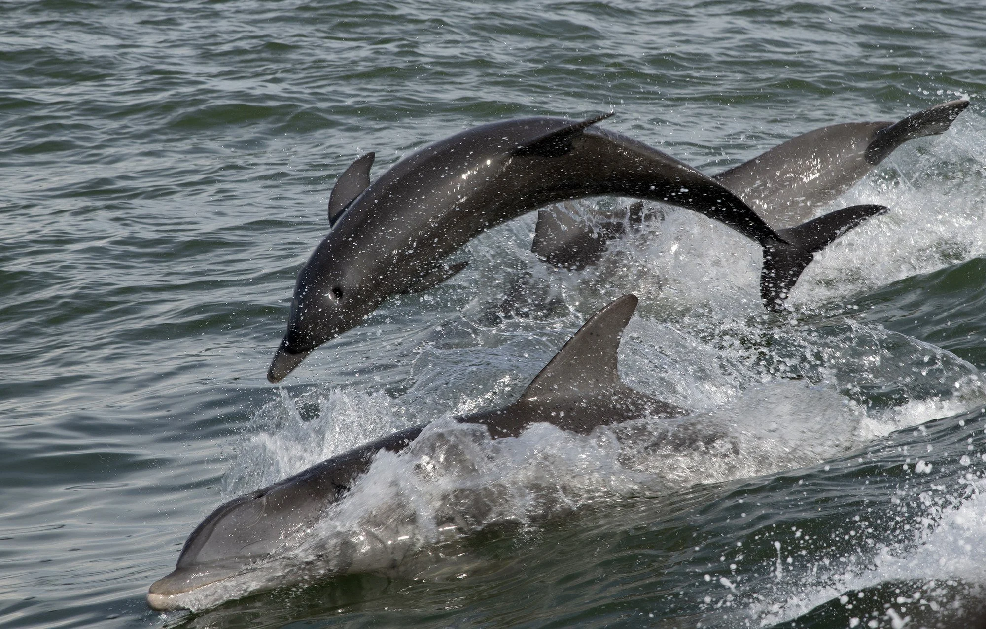 DOLPHIN-TRIO-FOLLOW-THE-LEADER · Dolphin trio, follow the leader, Florida