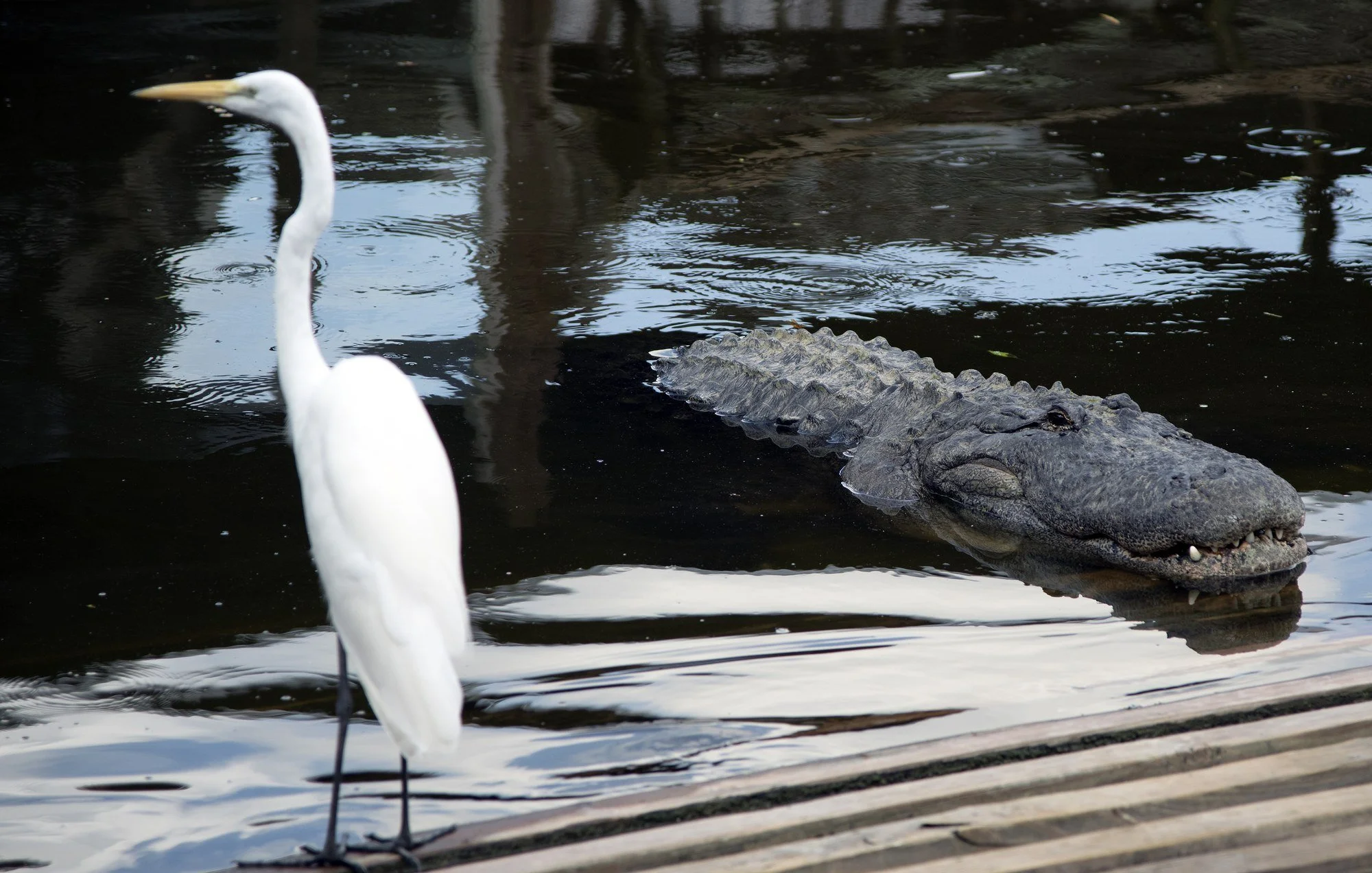LIVING-DANGEROUSLY-3 · Living dangerously, Florida