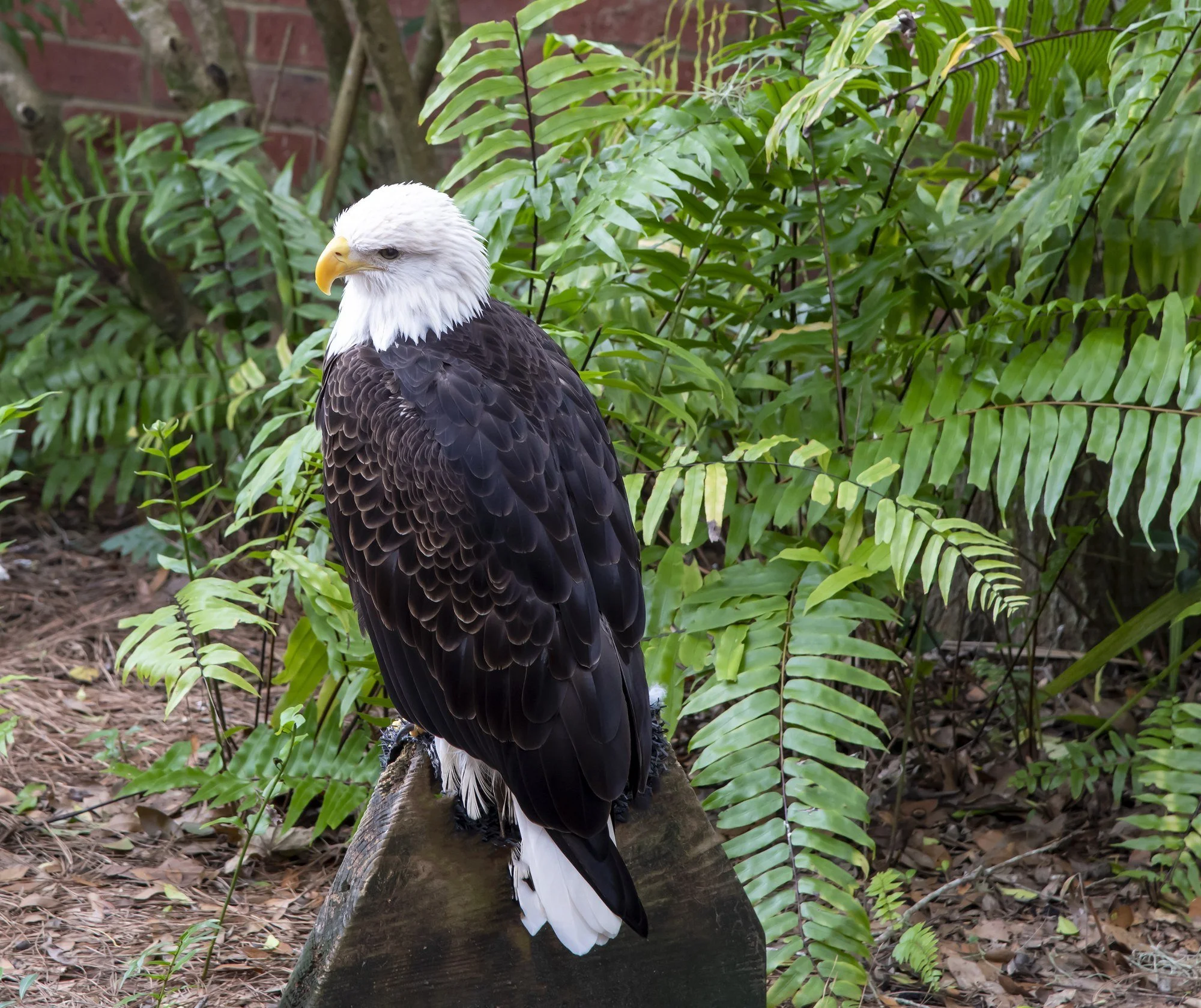 Florida Wildlife →