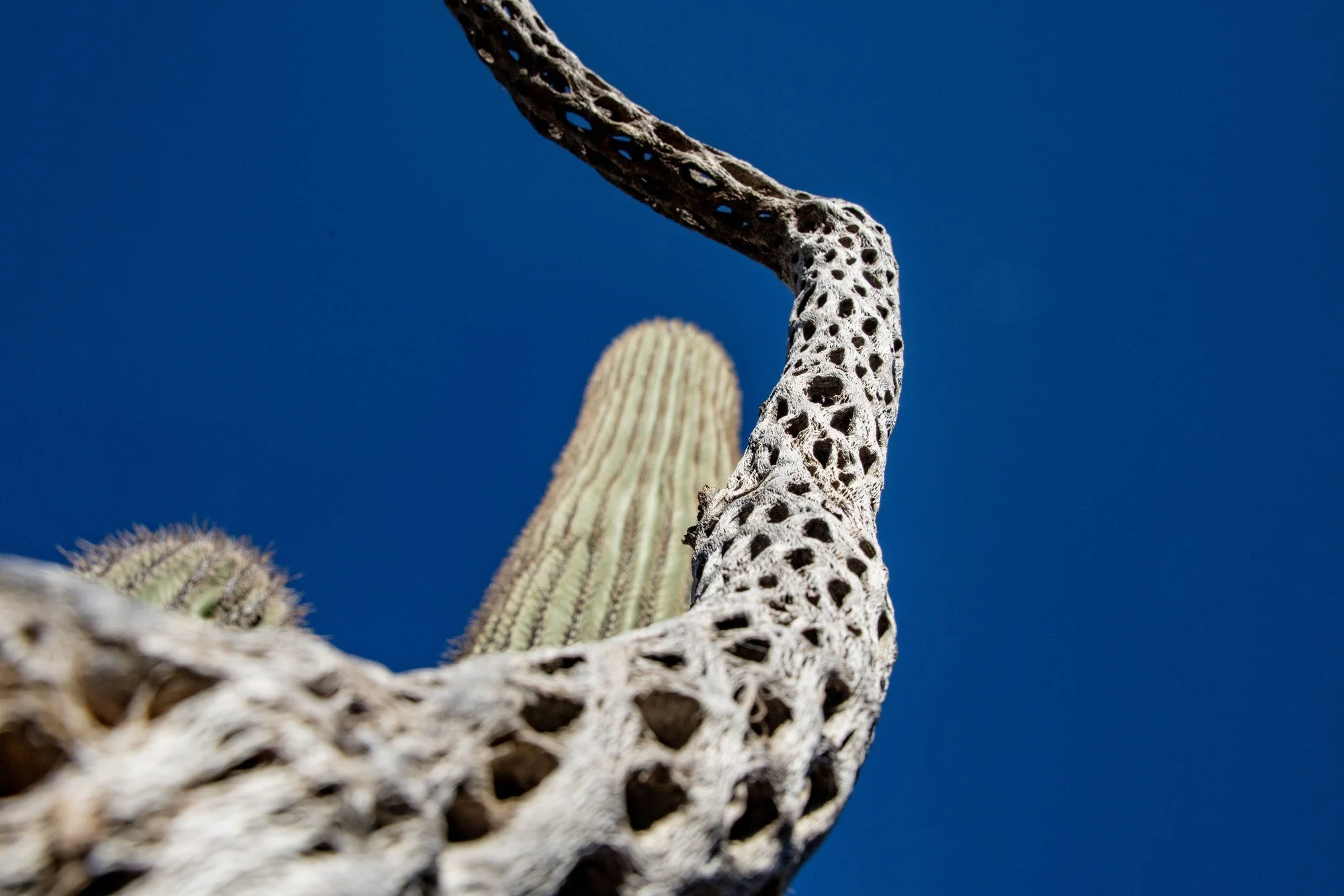 MAC_3538 · Cholla skeleton, Southern Arizona