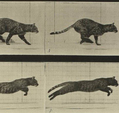 muybridge_cropped_2.jpeg