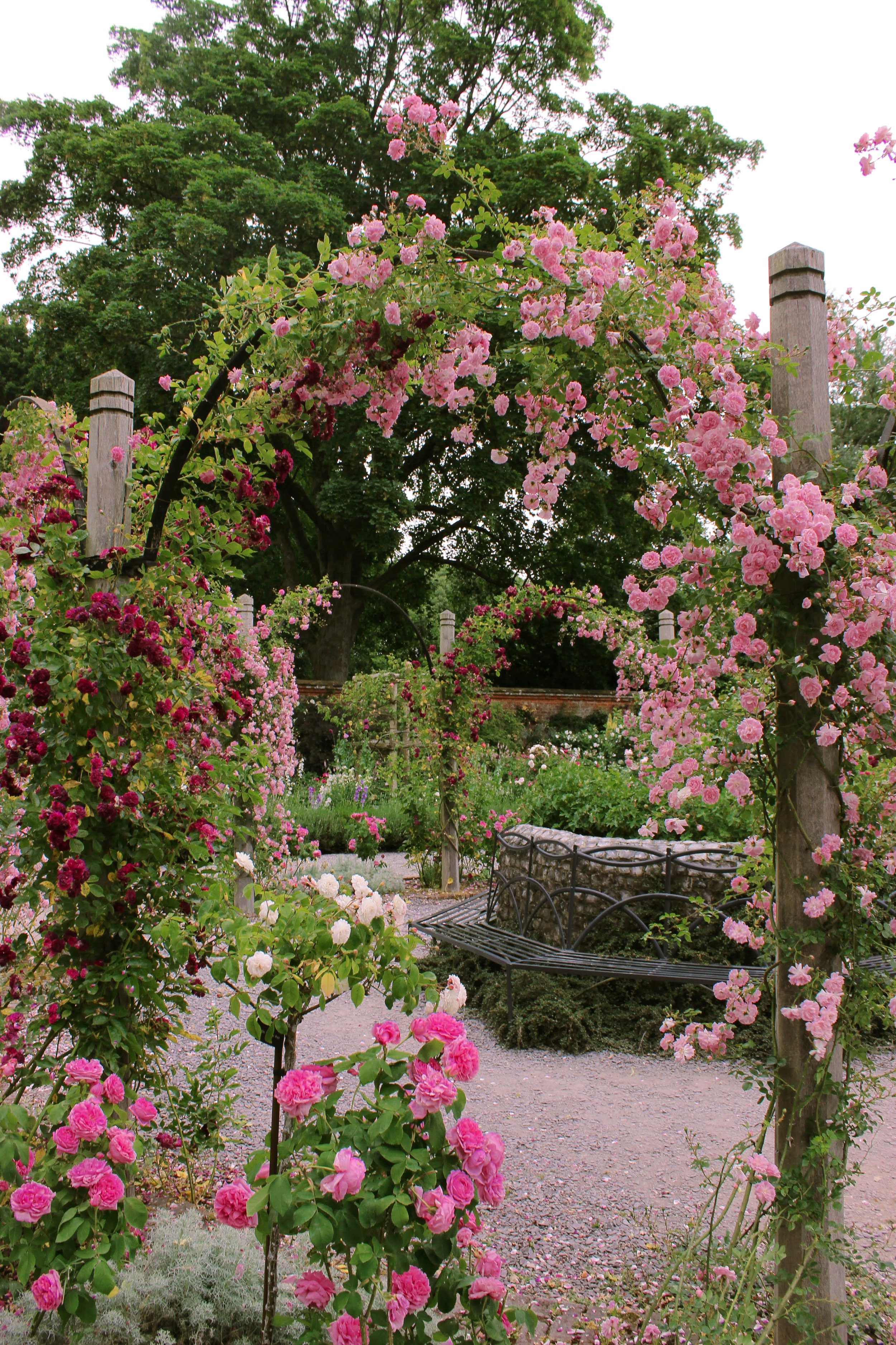 mottisfont rose garden 3.JPG