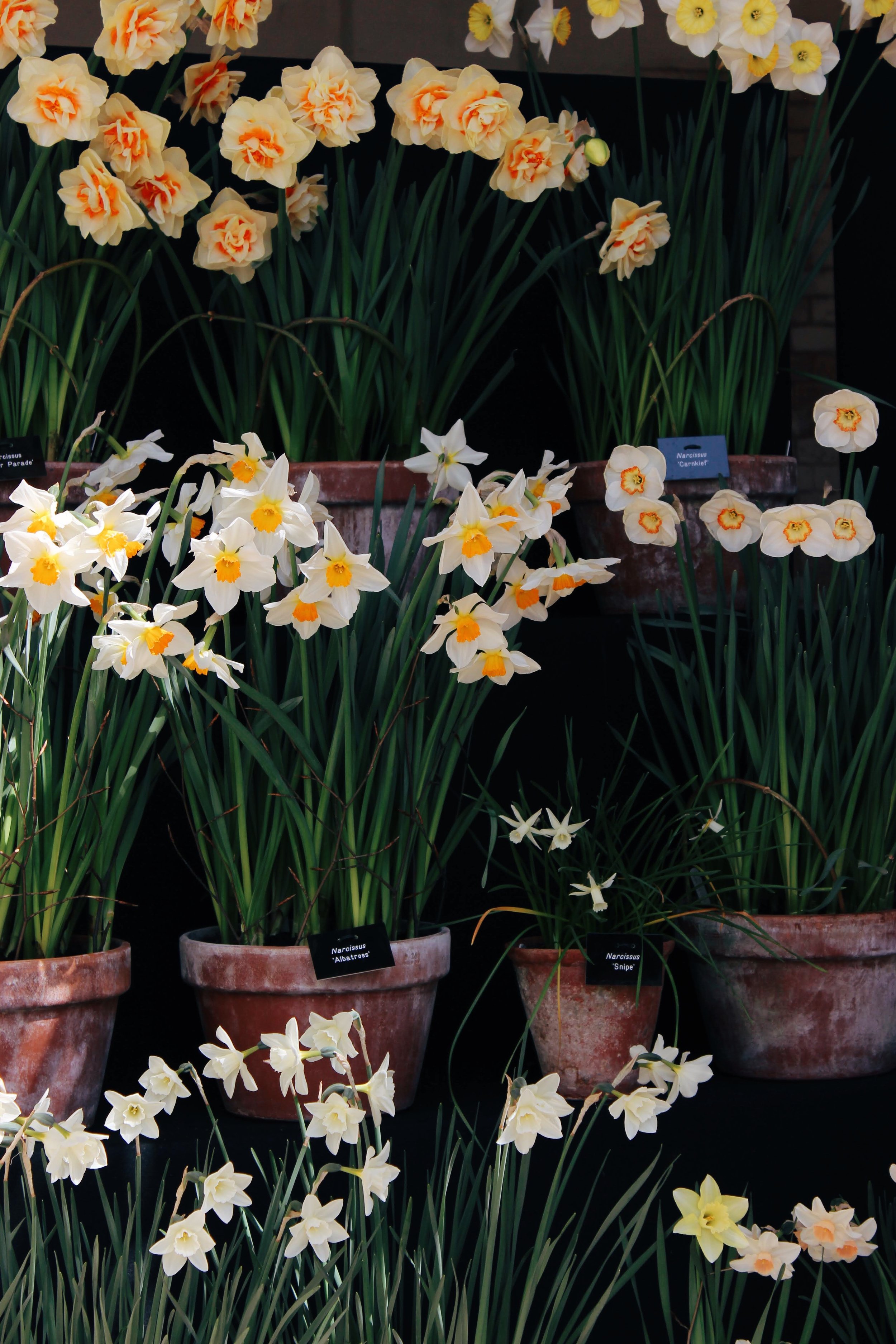 Clivden daffodils 2.jpg