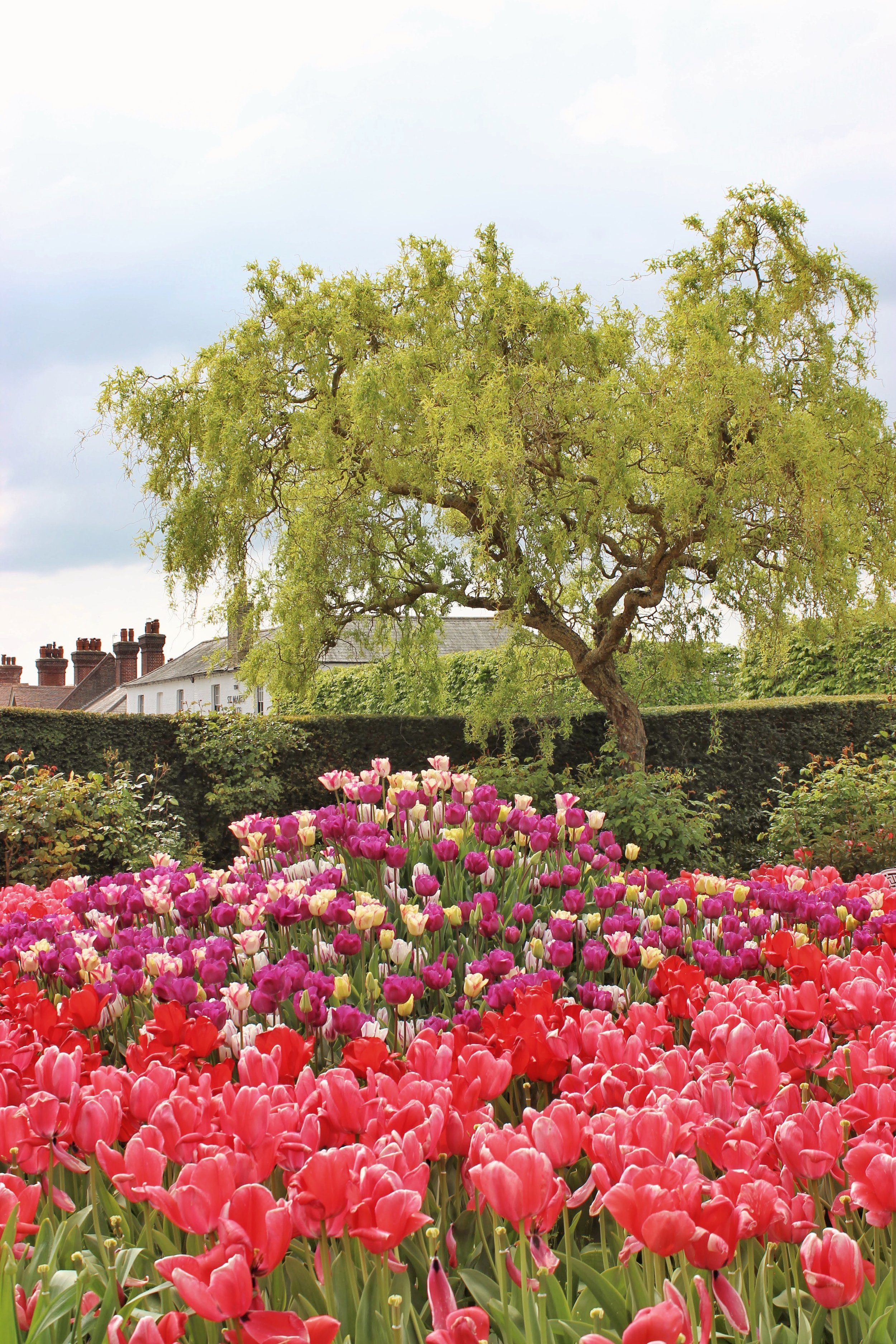 arundel castle garden tulips2.jpg