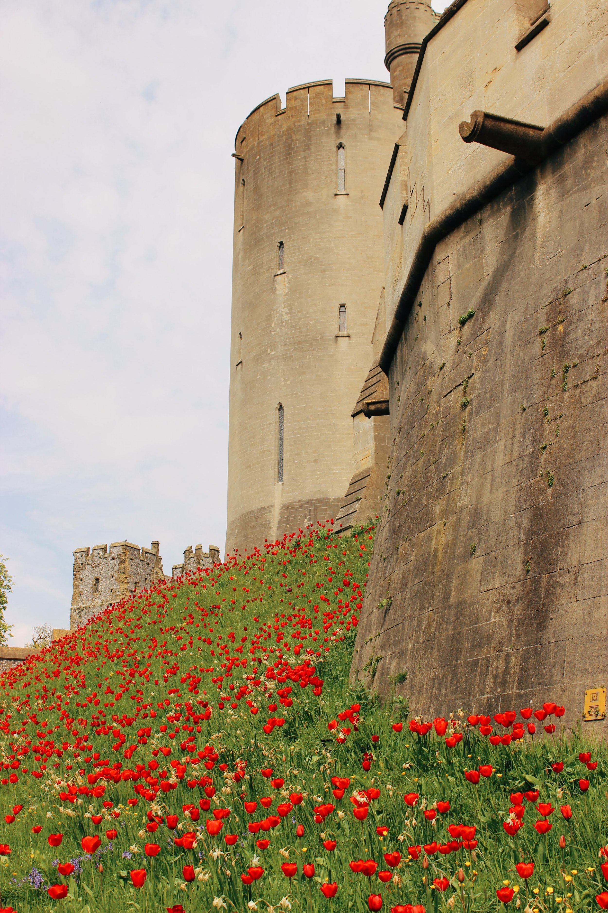 arundel castle garden tulips13.jpg